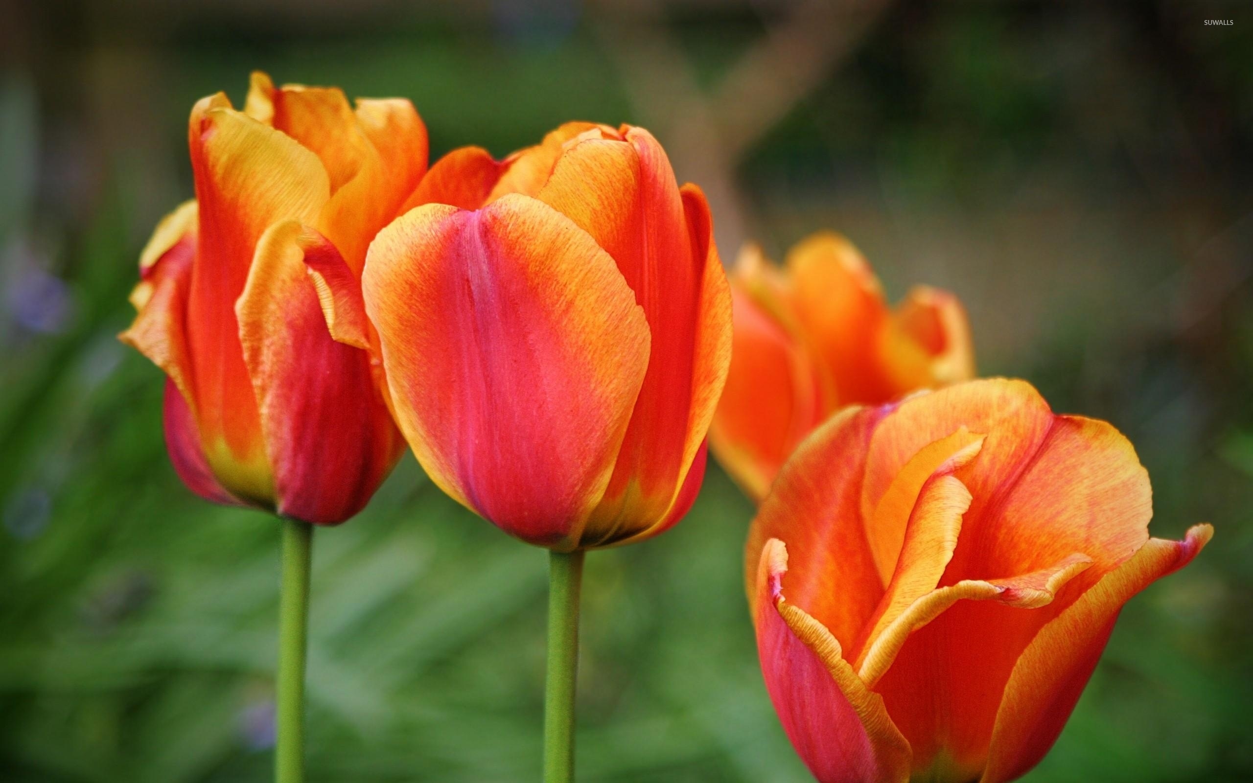Orange tulips [6] wallpaper - Flower wallpapers - #40180