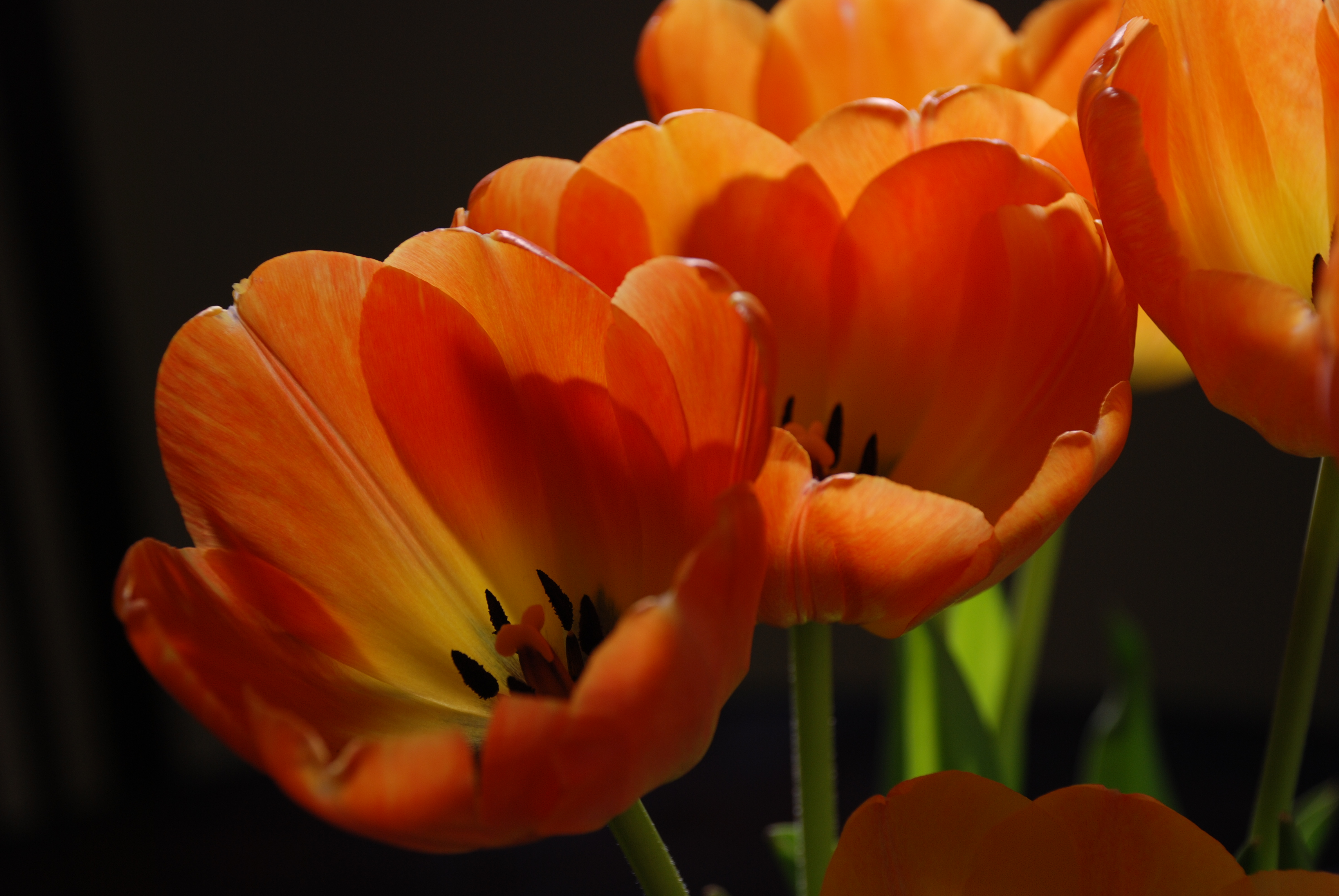 File:Orange Tulips.JPG - Wikimedia Commons