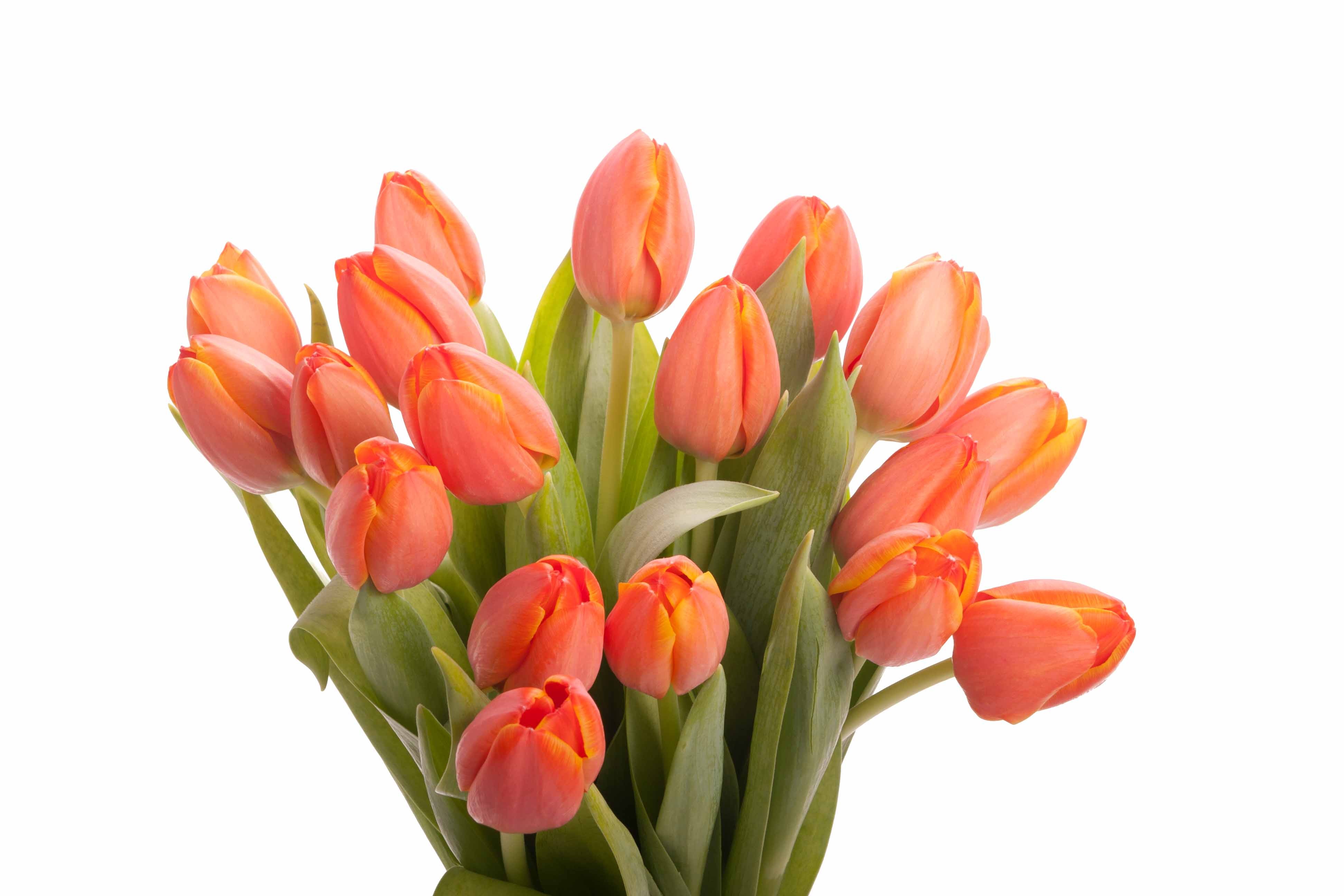 Orange tulips photo