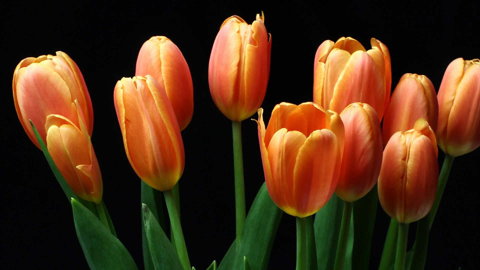 Orange tulips flower plant blooming time lapse Stock Video Footage ...