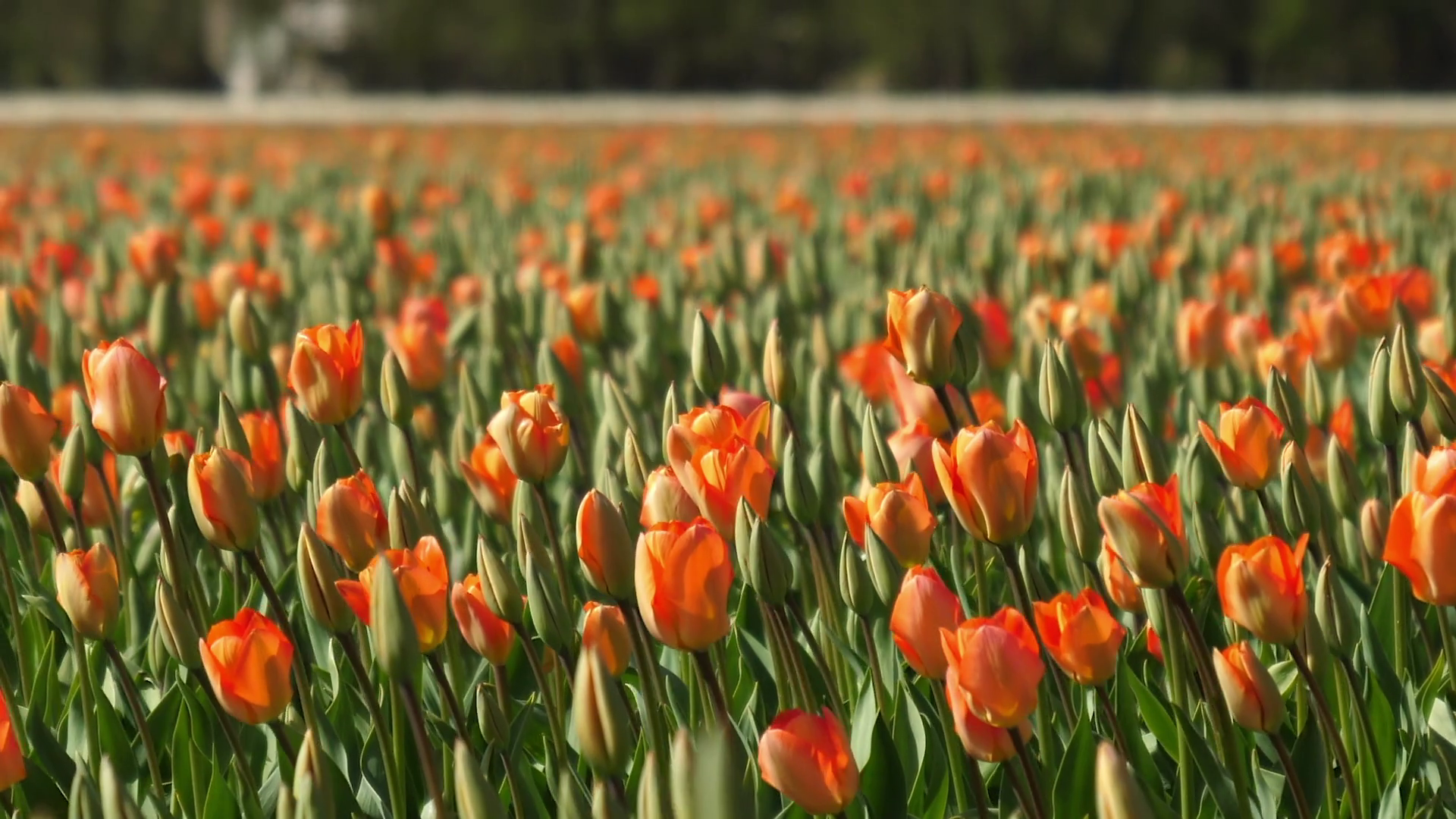 Orange tulips swaying in the wind on a bulb field in Holland. Stock ...