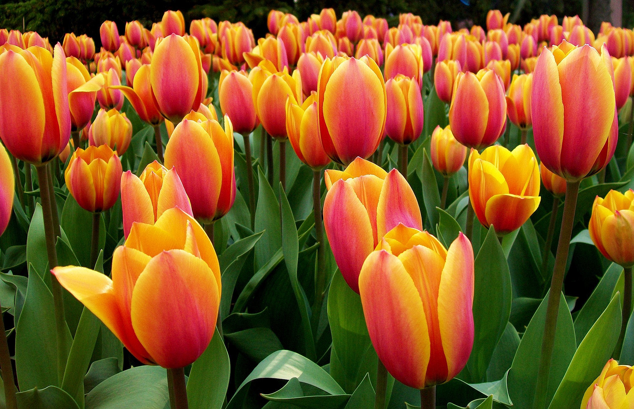 Flowers: Flower Tulip Flowers Tulips Orange Flora Pink Desktop ...