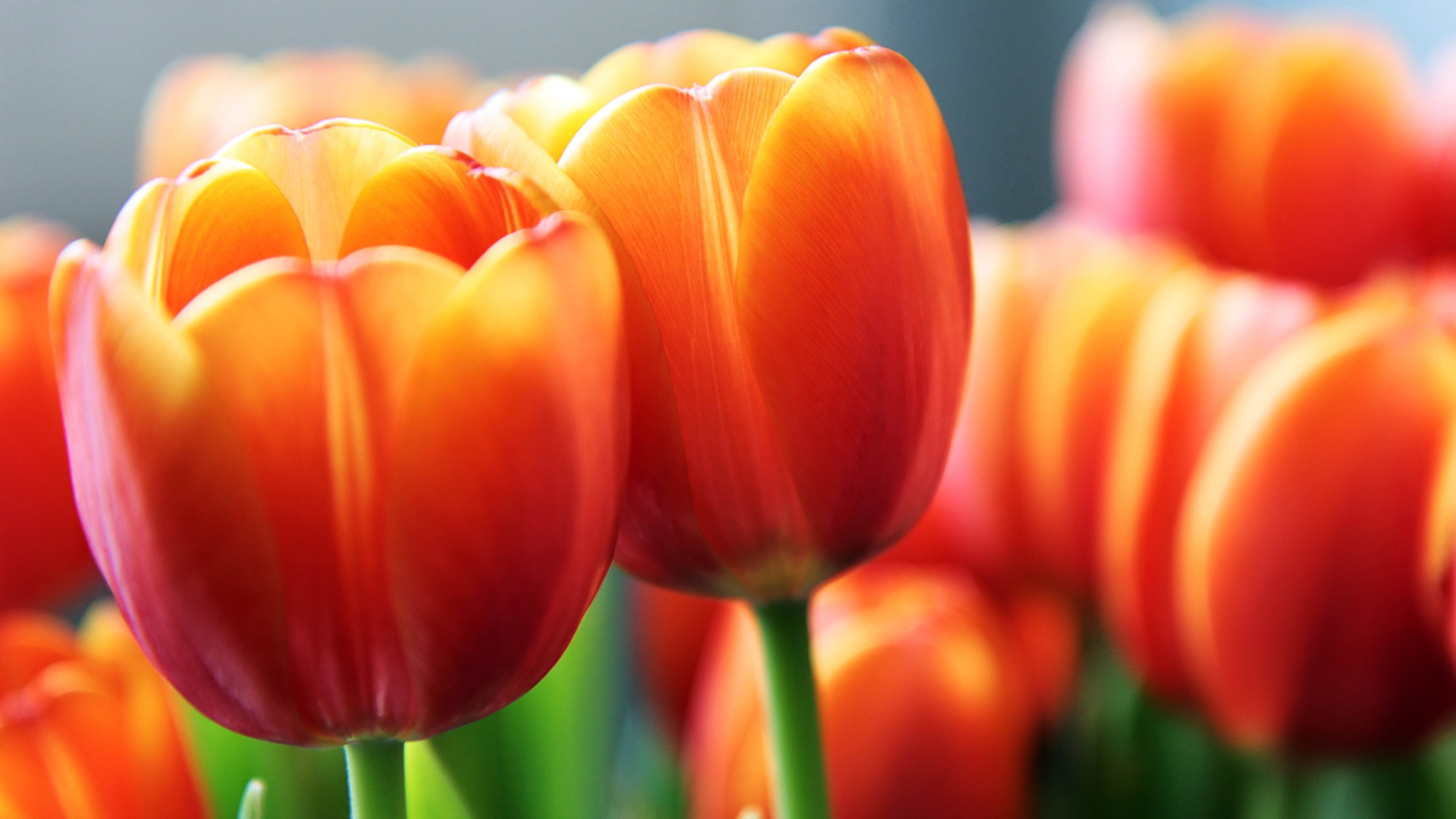 Flowers: Orange Tulips Tulip Desktop Backgrounds 3840x2160 for HD 16 ...