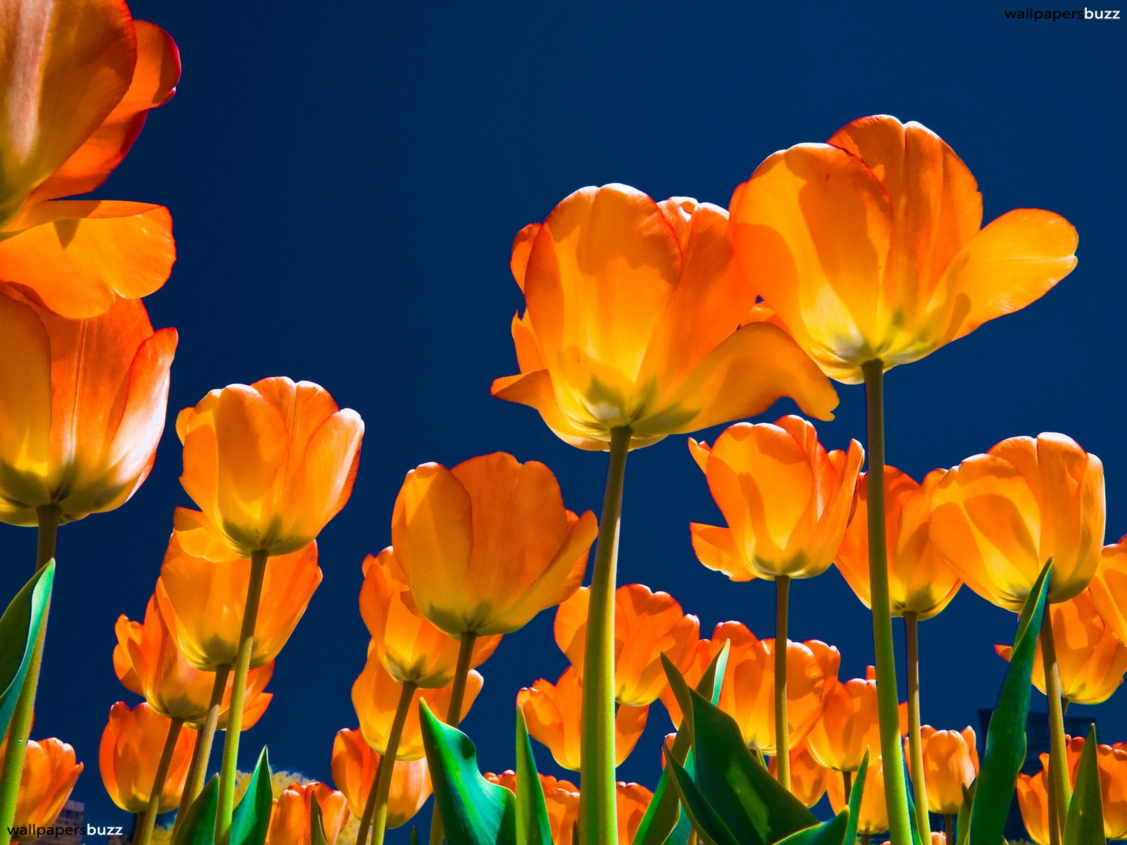 Orange tulips HD Wallpaper