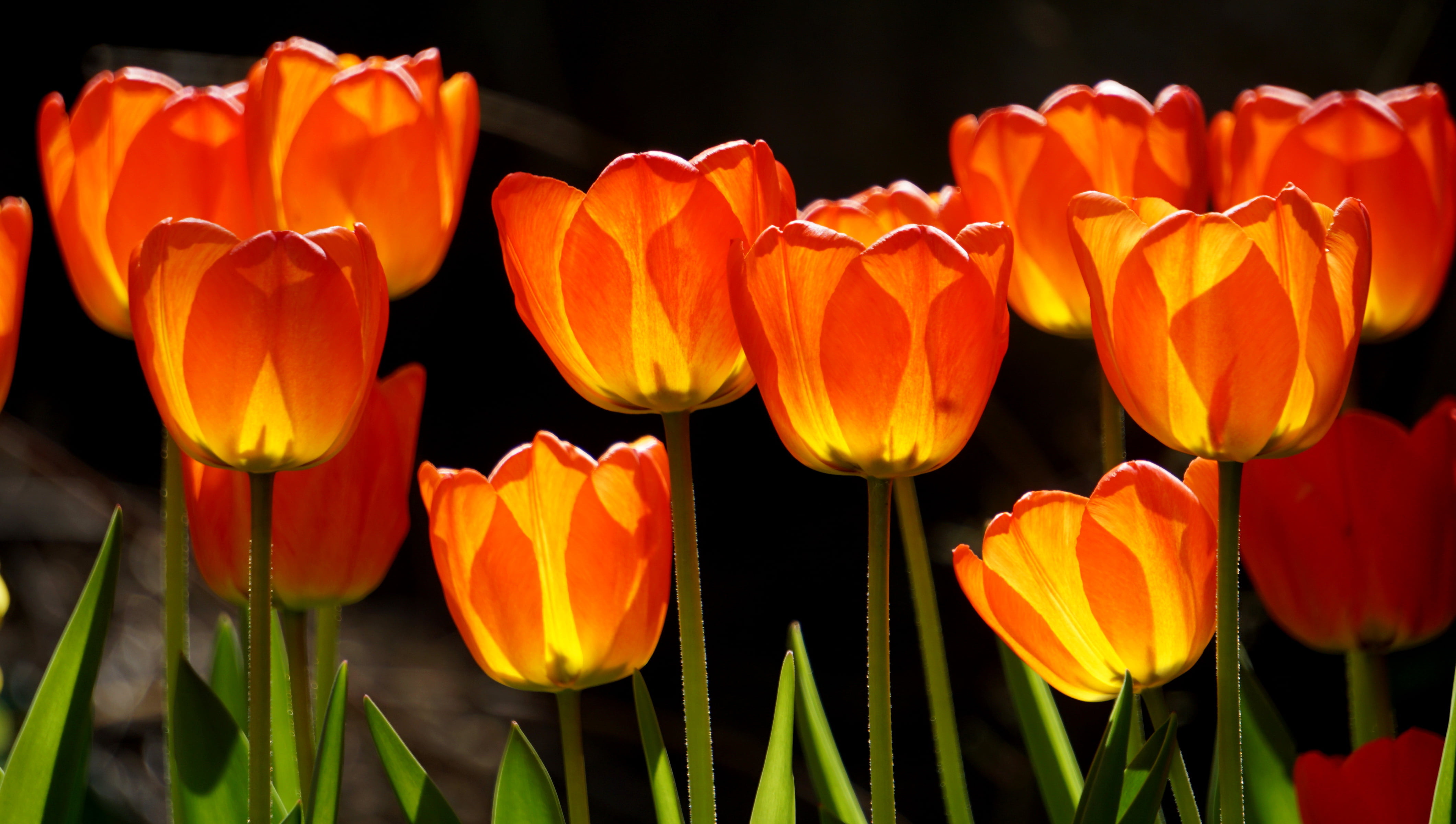 Orange Tulips closeup photography HD wallpaper | Wallpaper Flare