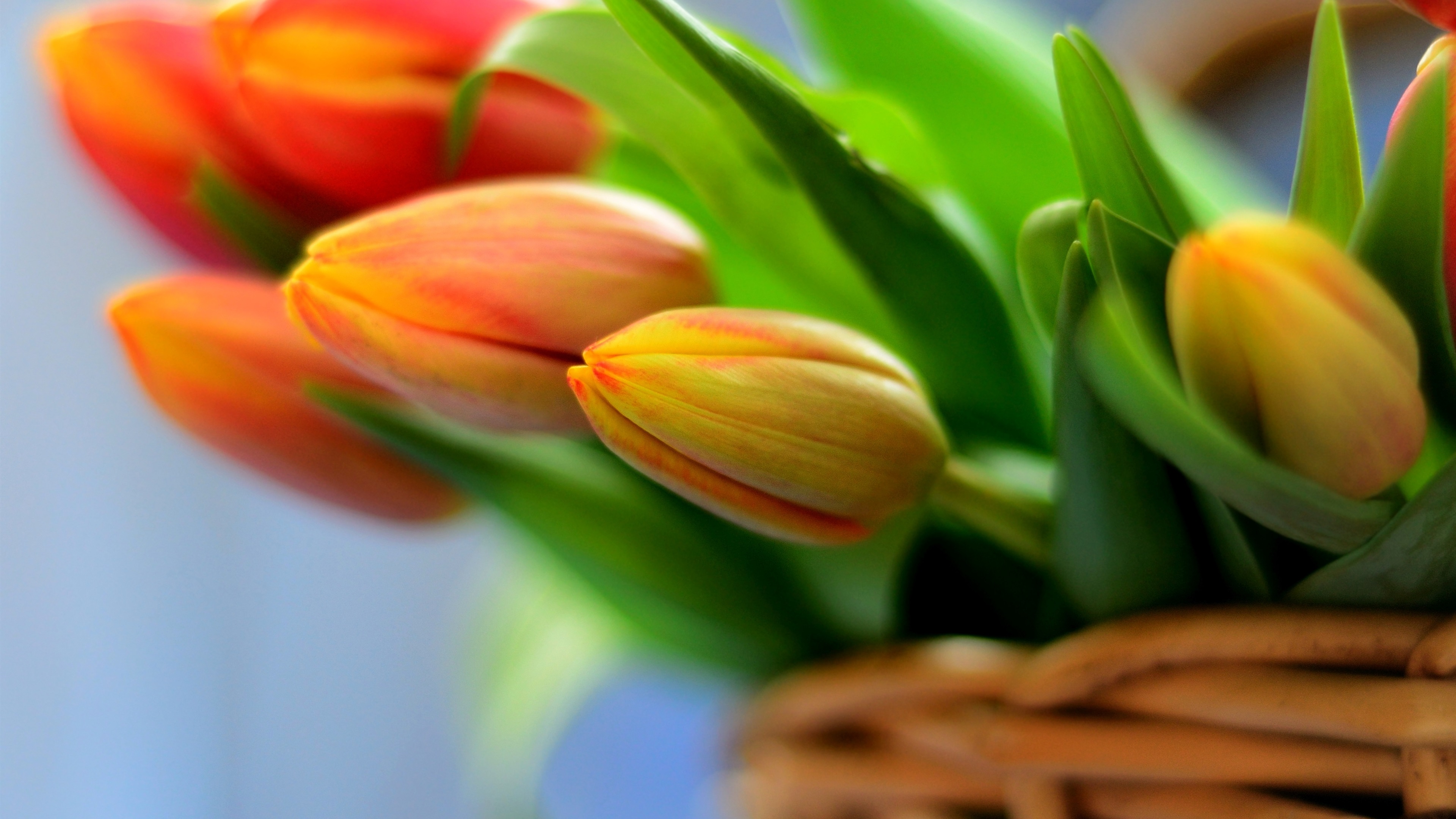 Orange tulips, bouquet flowers in basket wallpaper | flowers ...