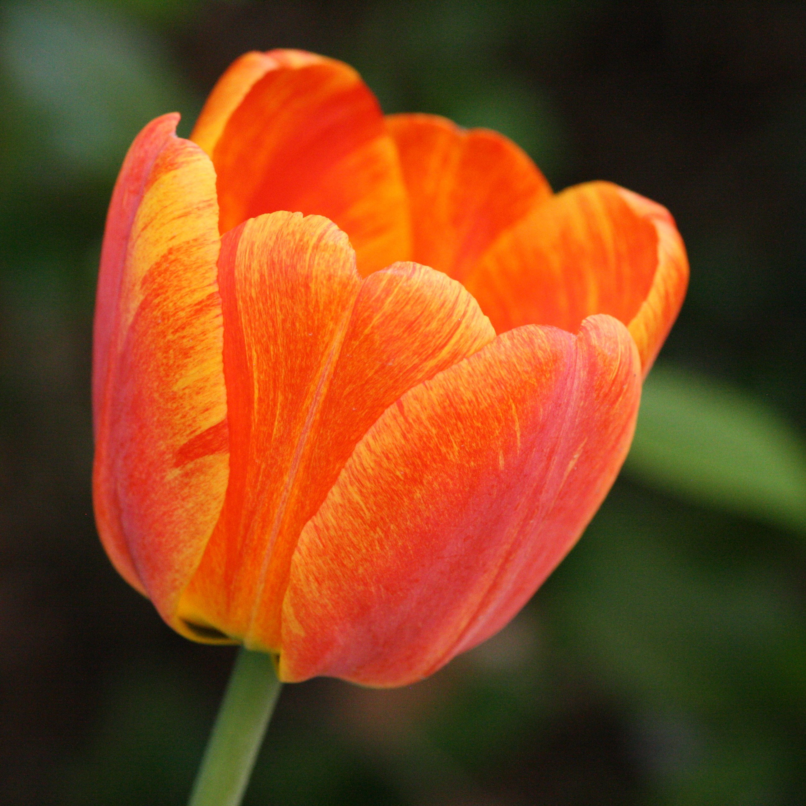 Orange Striped or Variegated Tulip Picture | Free Photograph ...