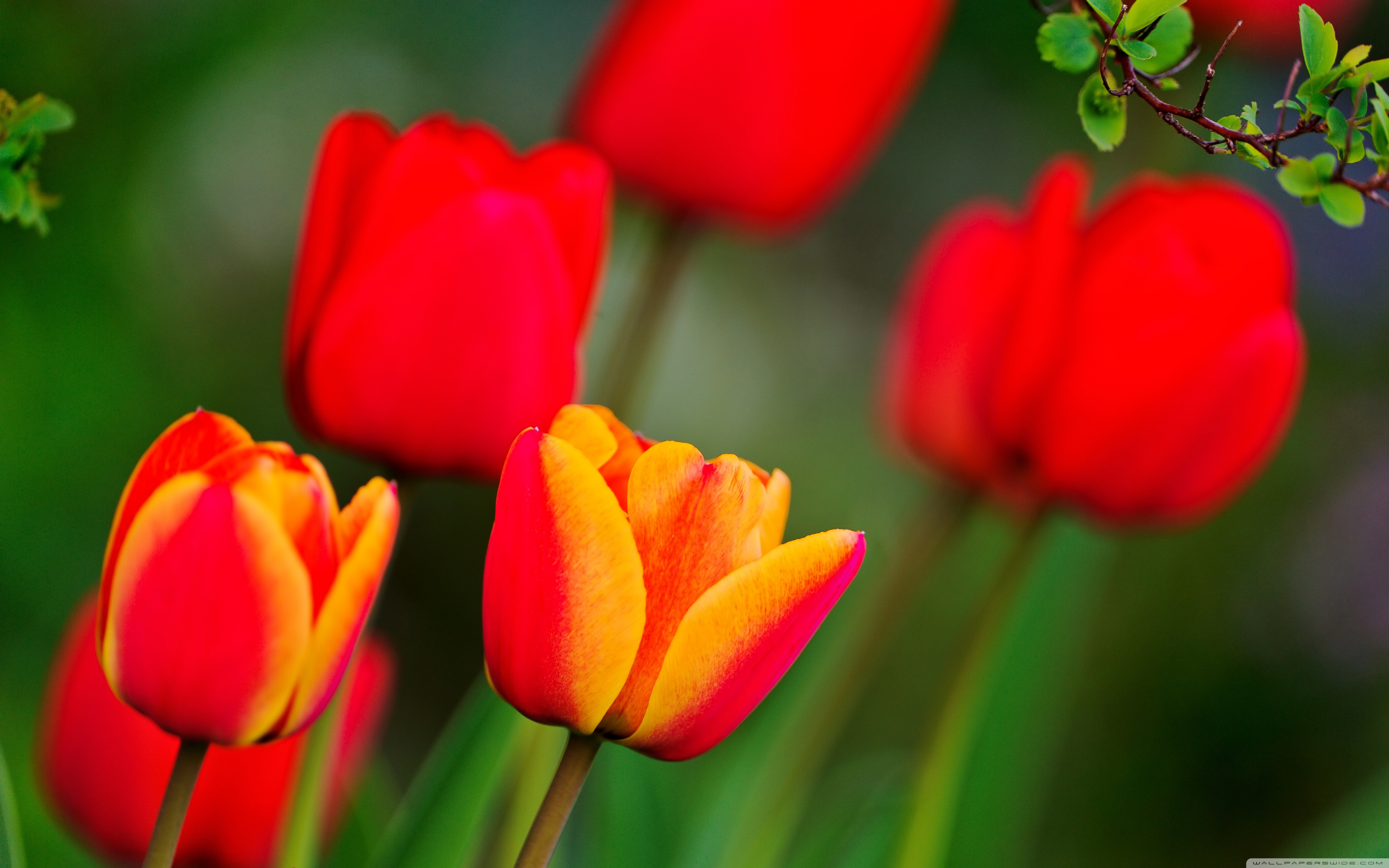 Red And Orange Tulips ❤ 4K HD Desktop Wallpaper for 4K Ultra HD TV ...