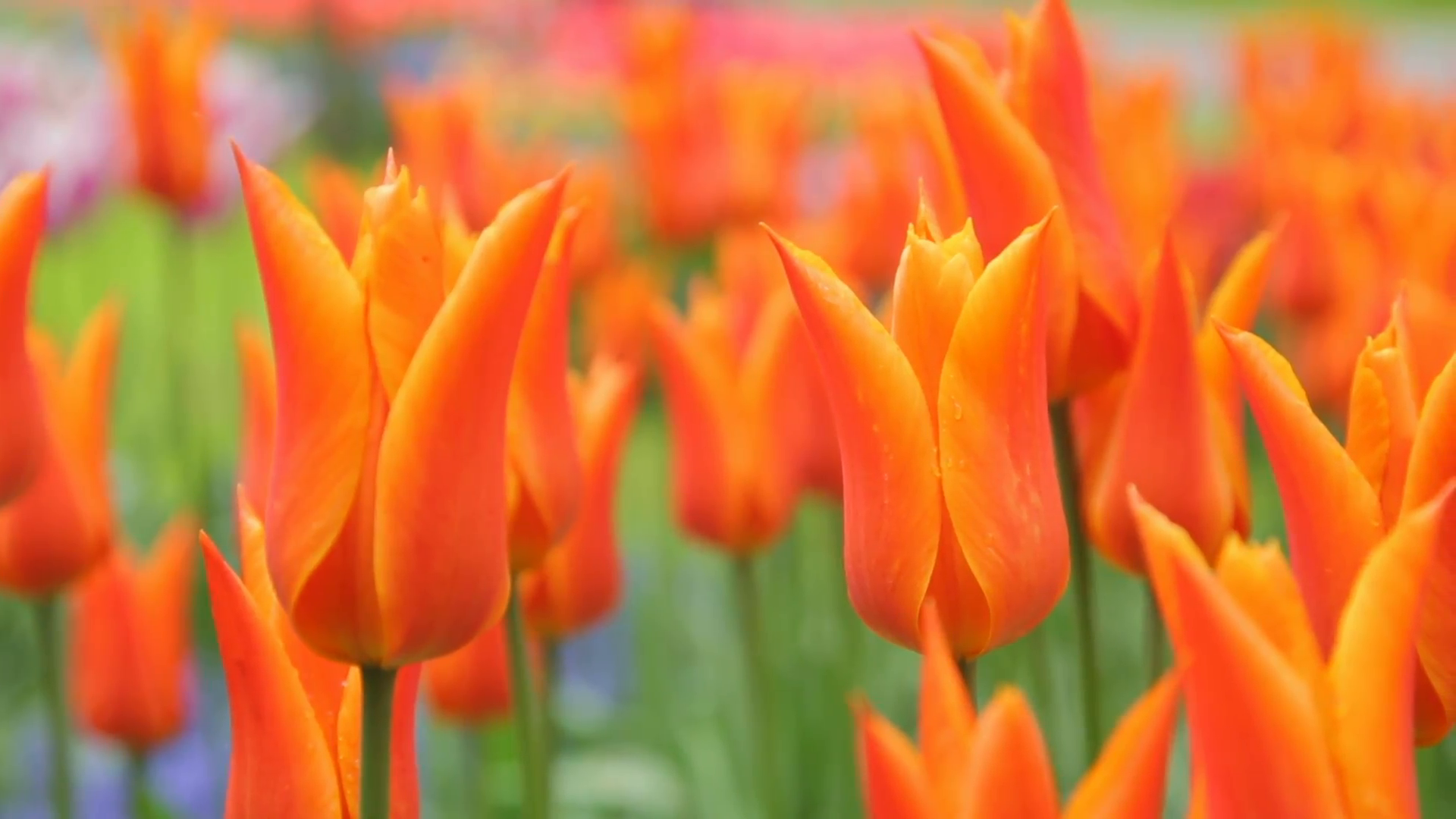 orange, tulips in Holland Stock Video Footage - VideoBlocks
