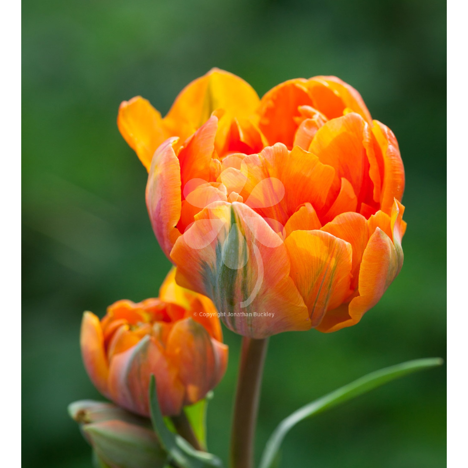 Regal Tulip 'Orange Princess' from £6.95