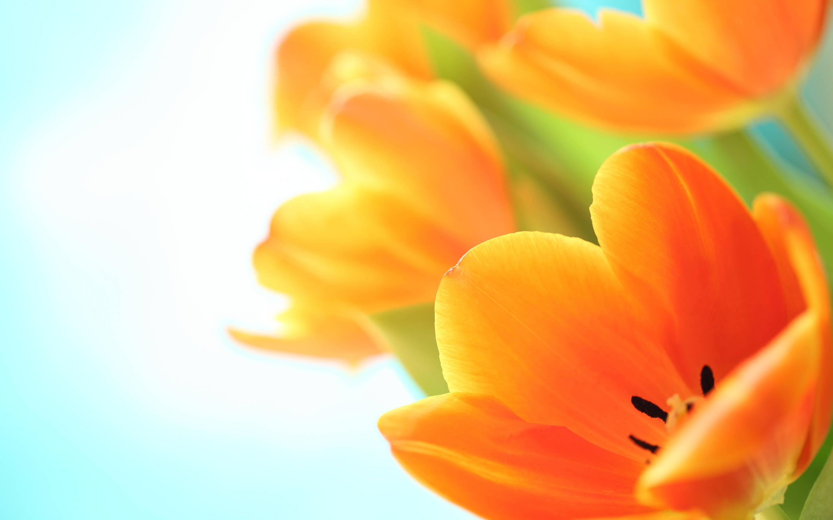 Orange Tulips Hd HD Desktop Wallpaper, Instagram photo, Background ...