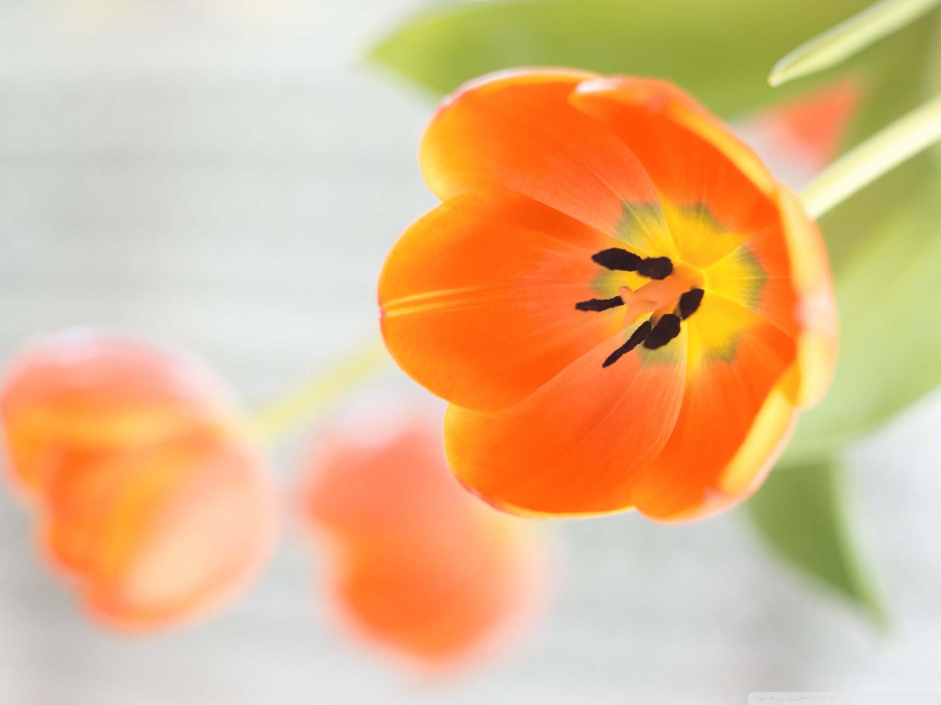 Orange Tulips Flowers ❤ 4K HD Desktop Wallpaper for 4K Ultra HD TV ...