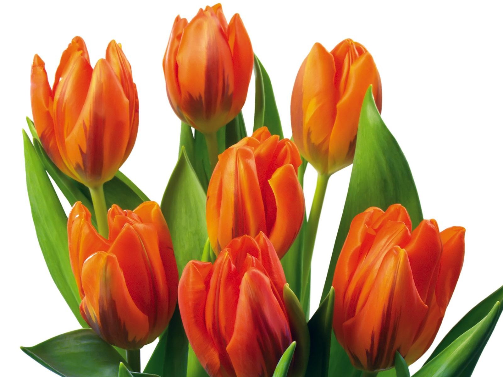 Flowers: Orange Tulips Flower Tulip White Best Wallpapers for HD 16 ...
