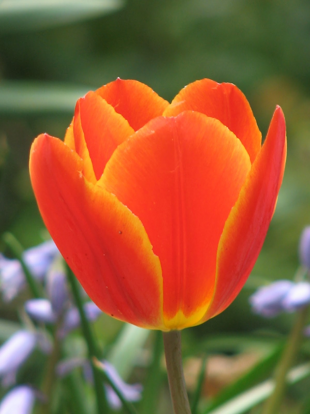 Orange Tulips - Tulips - Fresh Flowers
