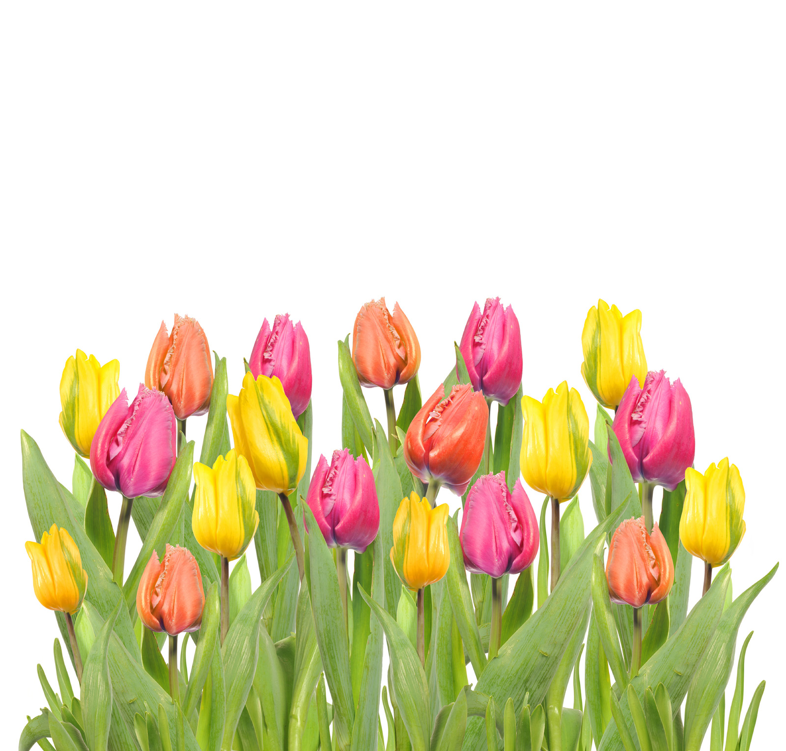 Red, yellow and orange tulips 50997 - Tulip - Flowers