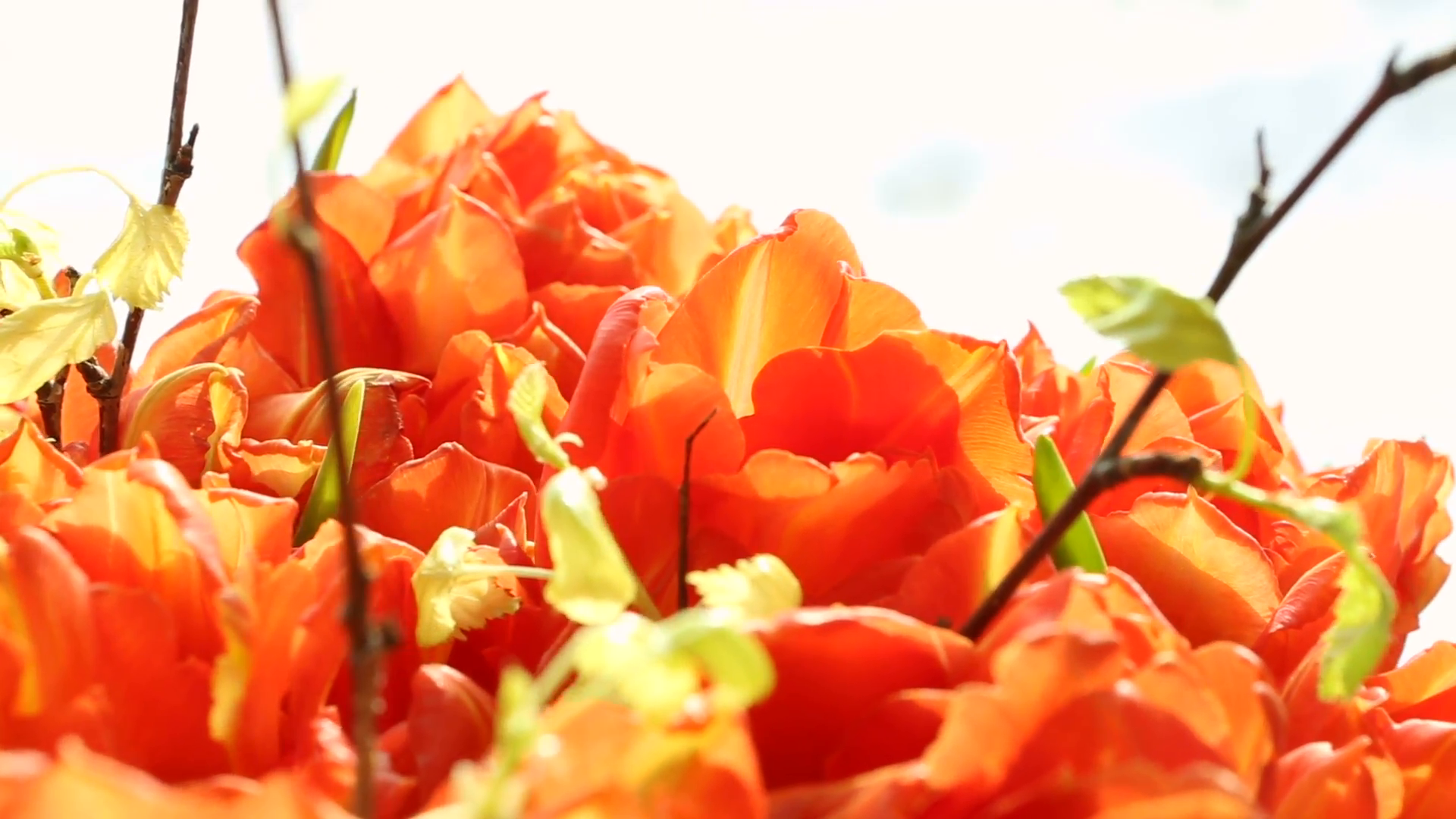 Beautiful bouquet of orange tulips turning Stock Video Footage ...