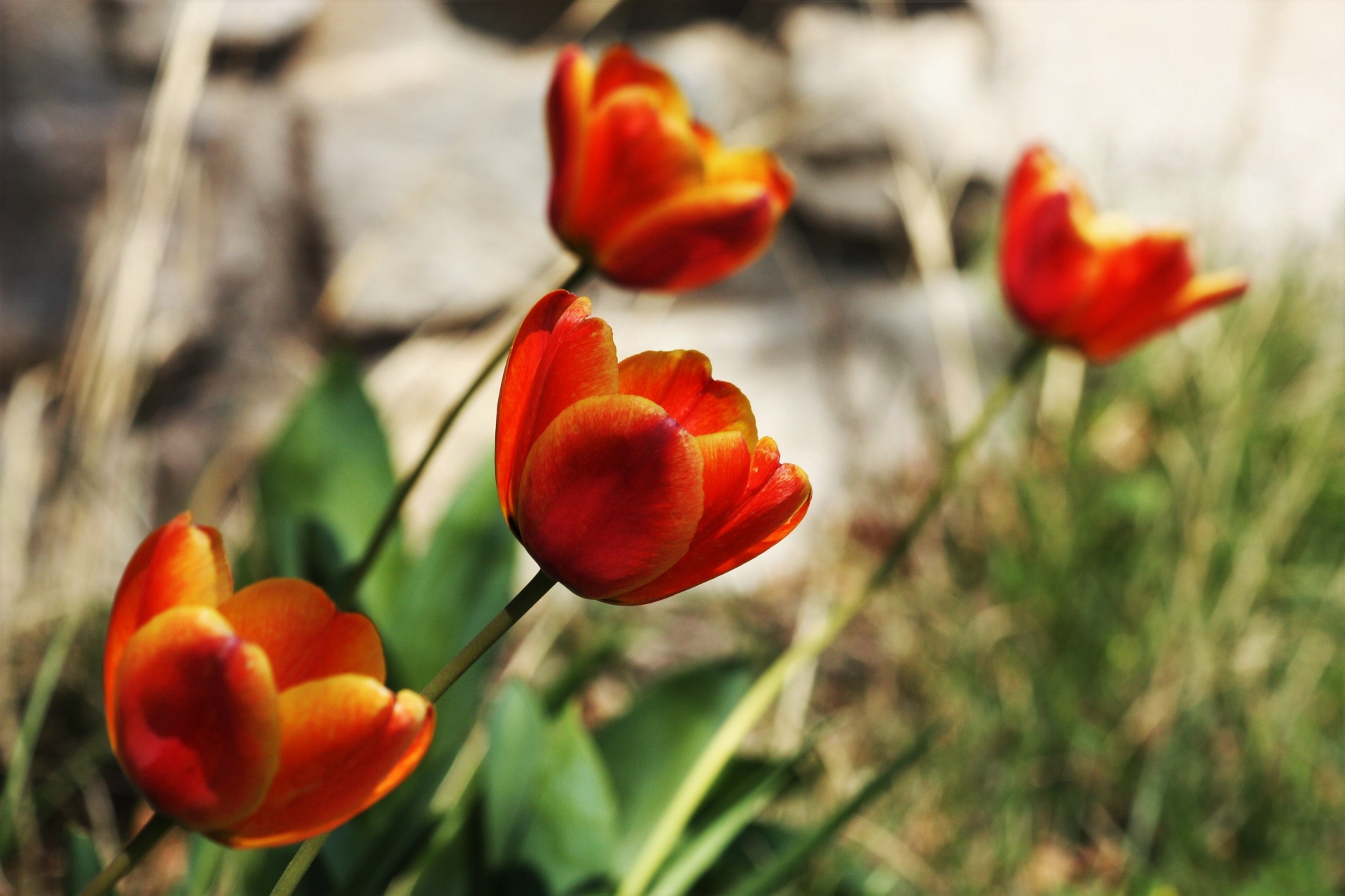 Orange Tulips Reaching For The Sun Free Stock Photo - Public Domain ...