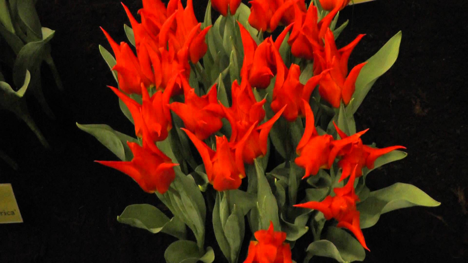 Orange Lily Flowering Tulips - Orange Tulip Flower Bulbs - YouTube