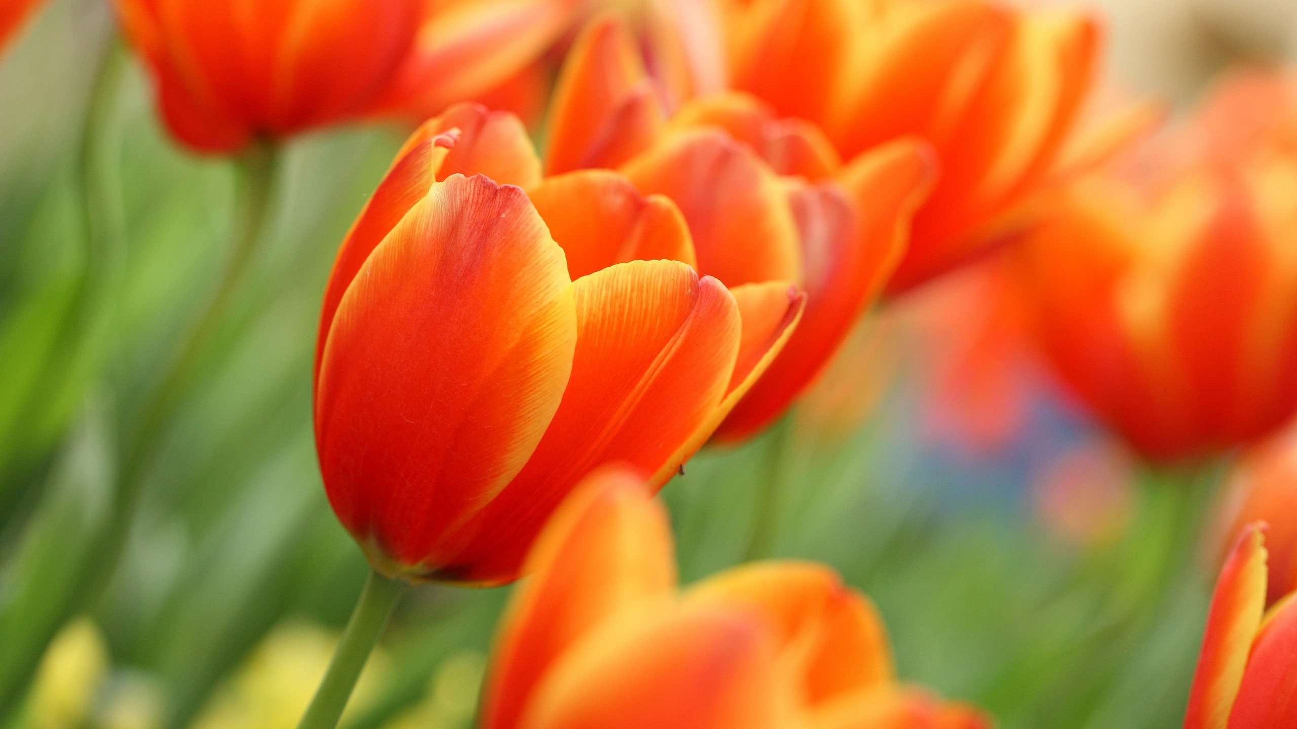 Top Wallpapers 2016: Tulips Orange Wallpapers, Good Tulips Orange ...
