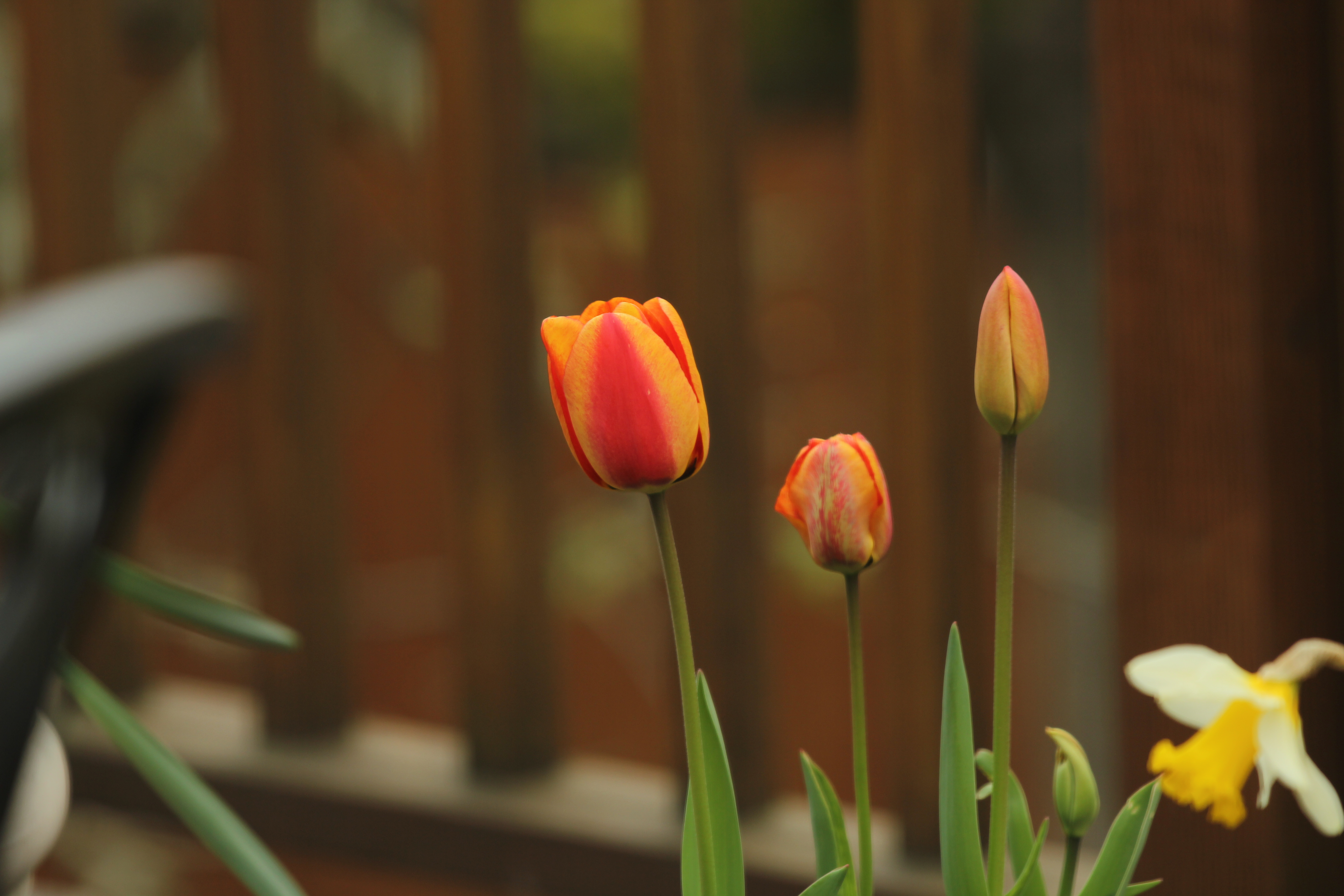 File:Orange Tulips 1.jpg - Wikimedia Commons