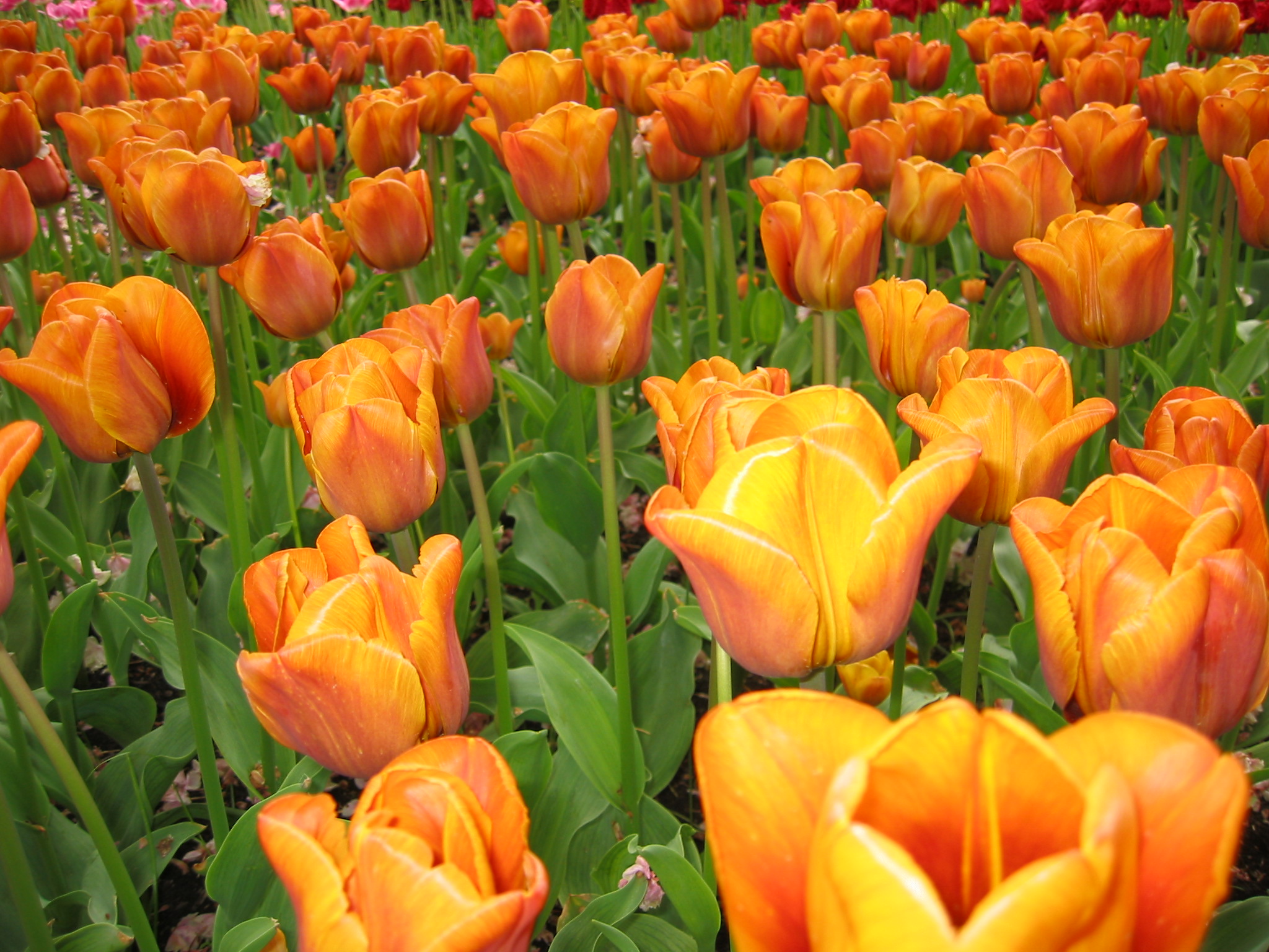 Orange Tulips HD Wallpaper | Flowers Wallpapers
