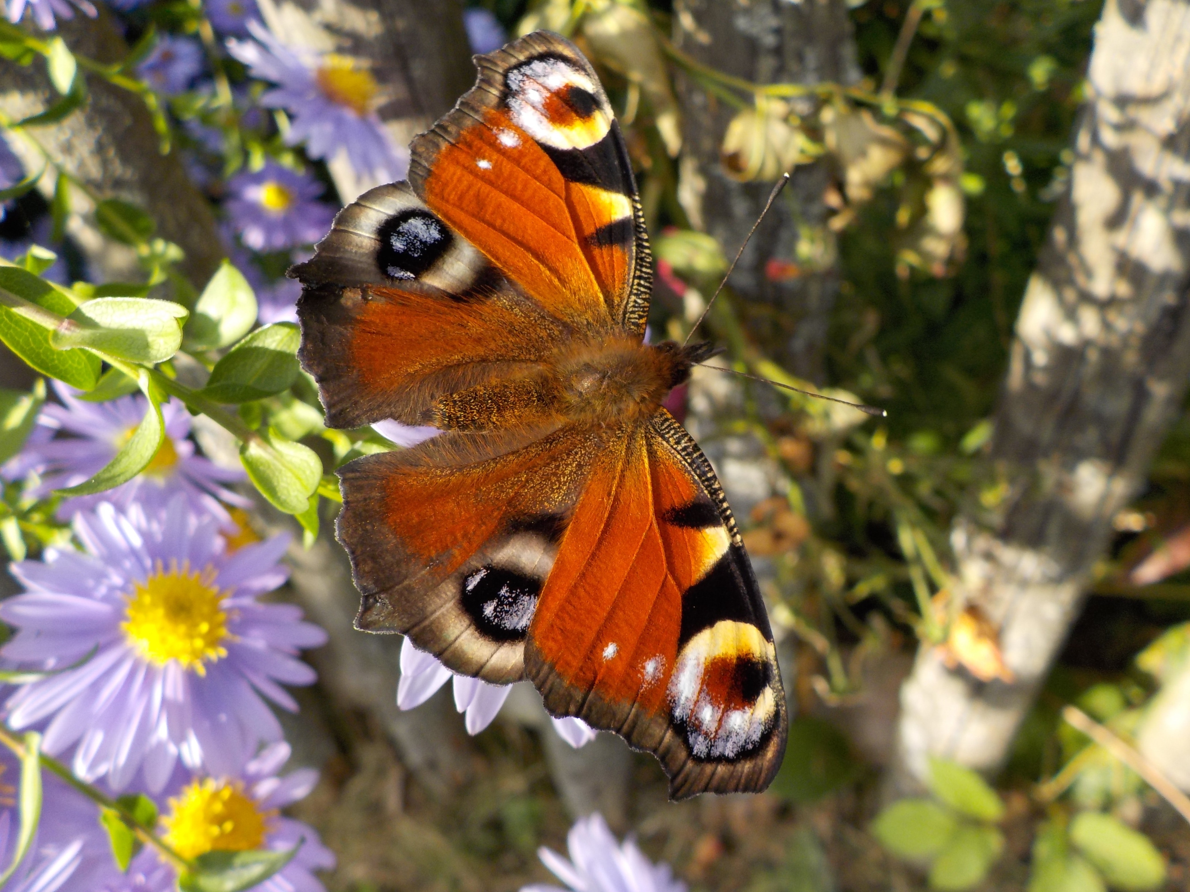 Orange White and Black Butterfly Perched on Flower, Butterfly, Flowers, Insect, Plants, HQ Photo