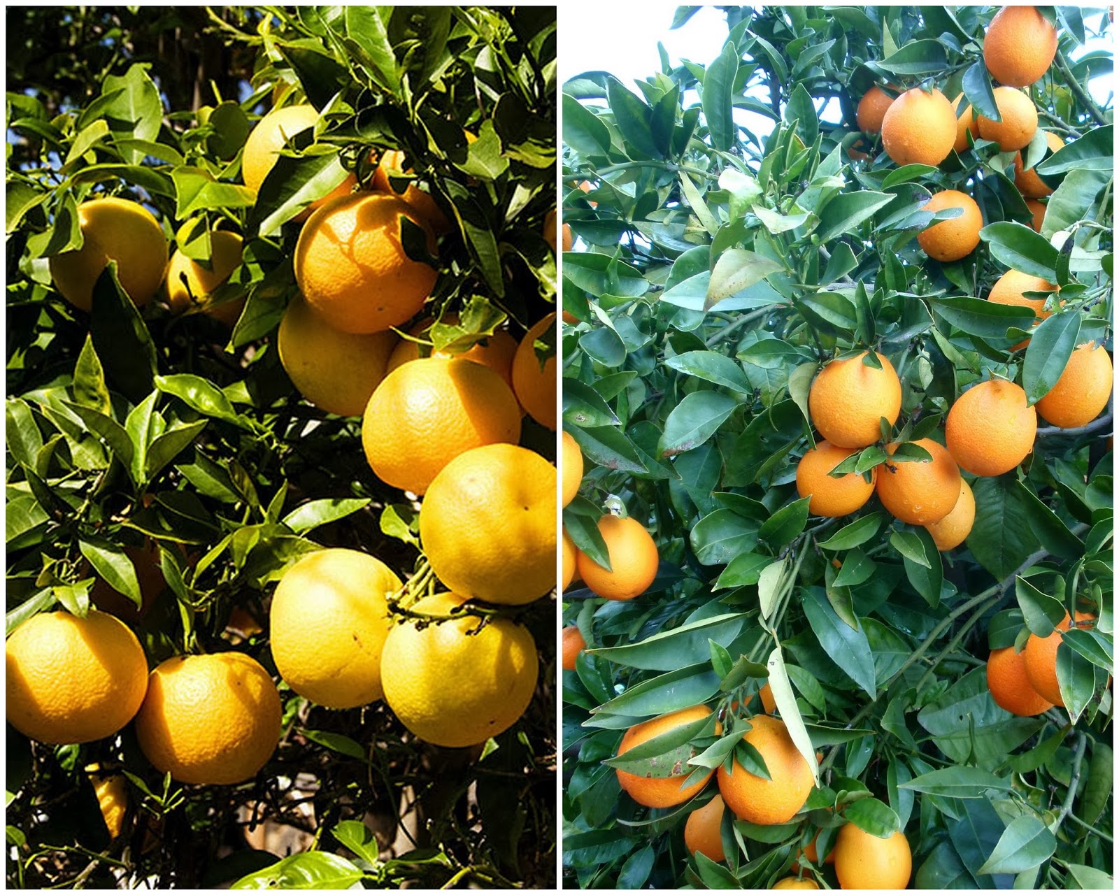 French Touch: Oranges : are they yellow or orange ?