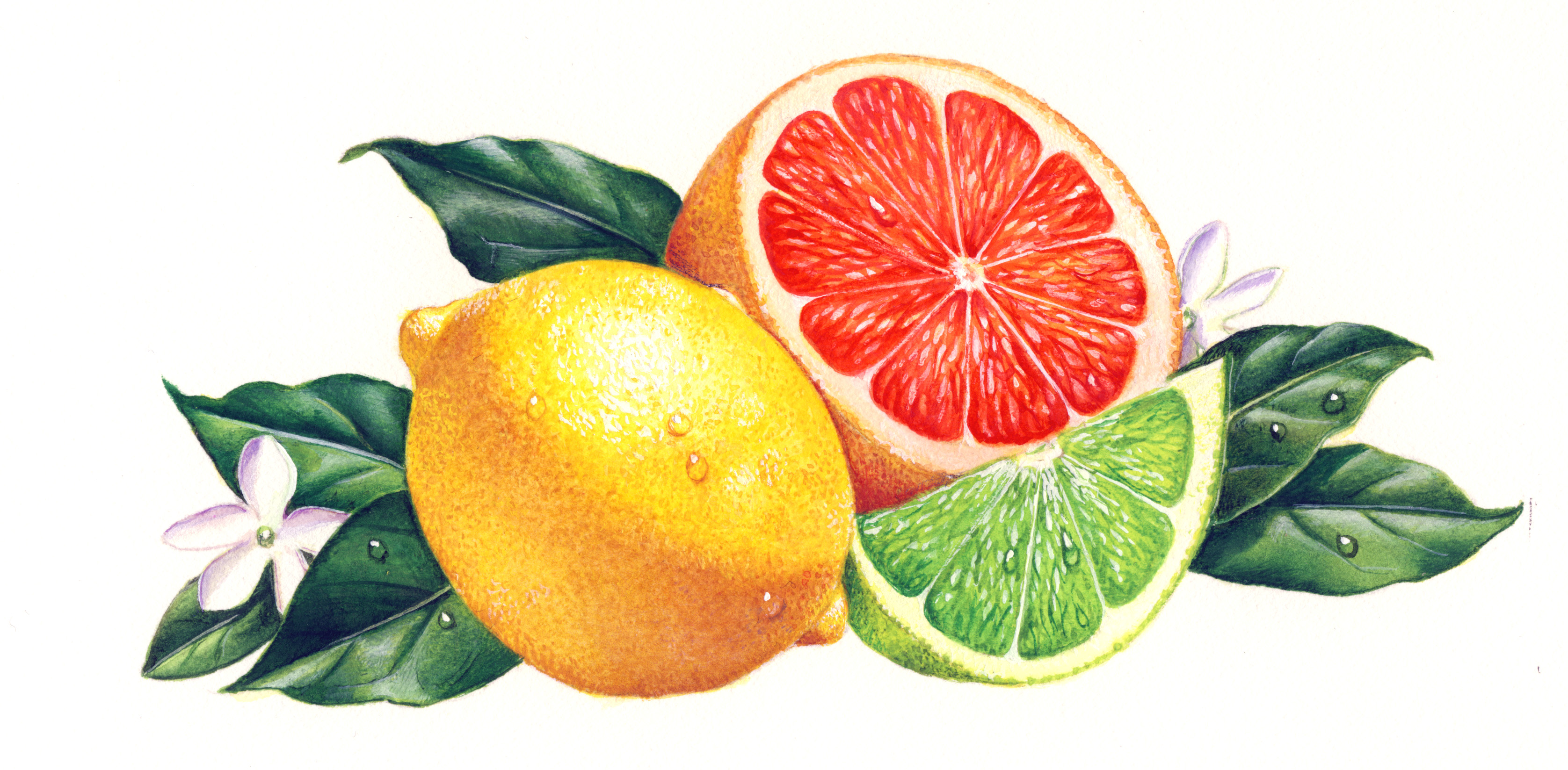 Lemon Orange - hotelroomsearch.net