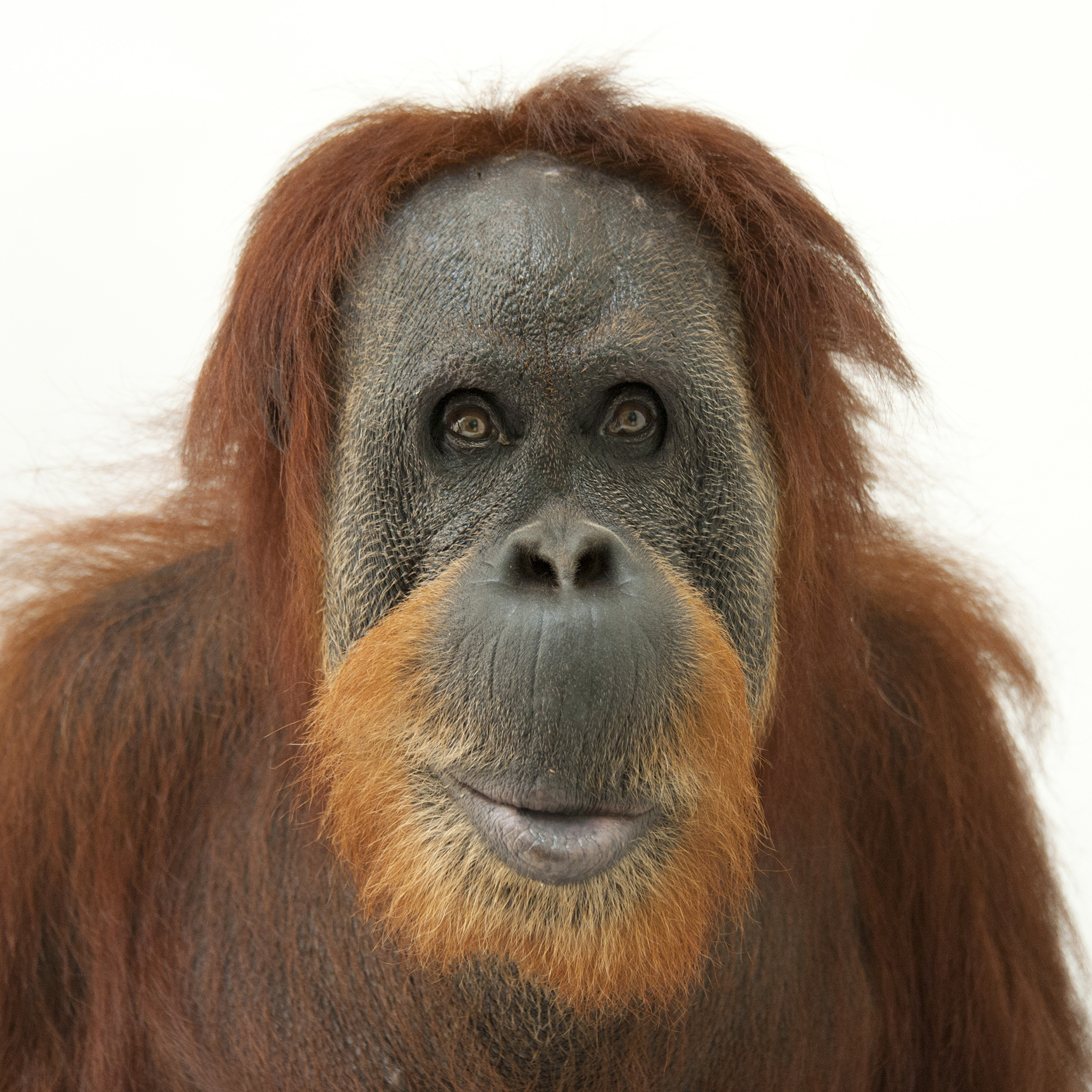 Orangutans | National Geographic