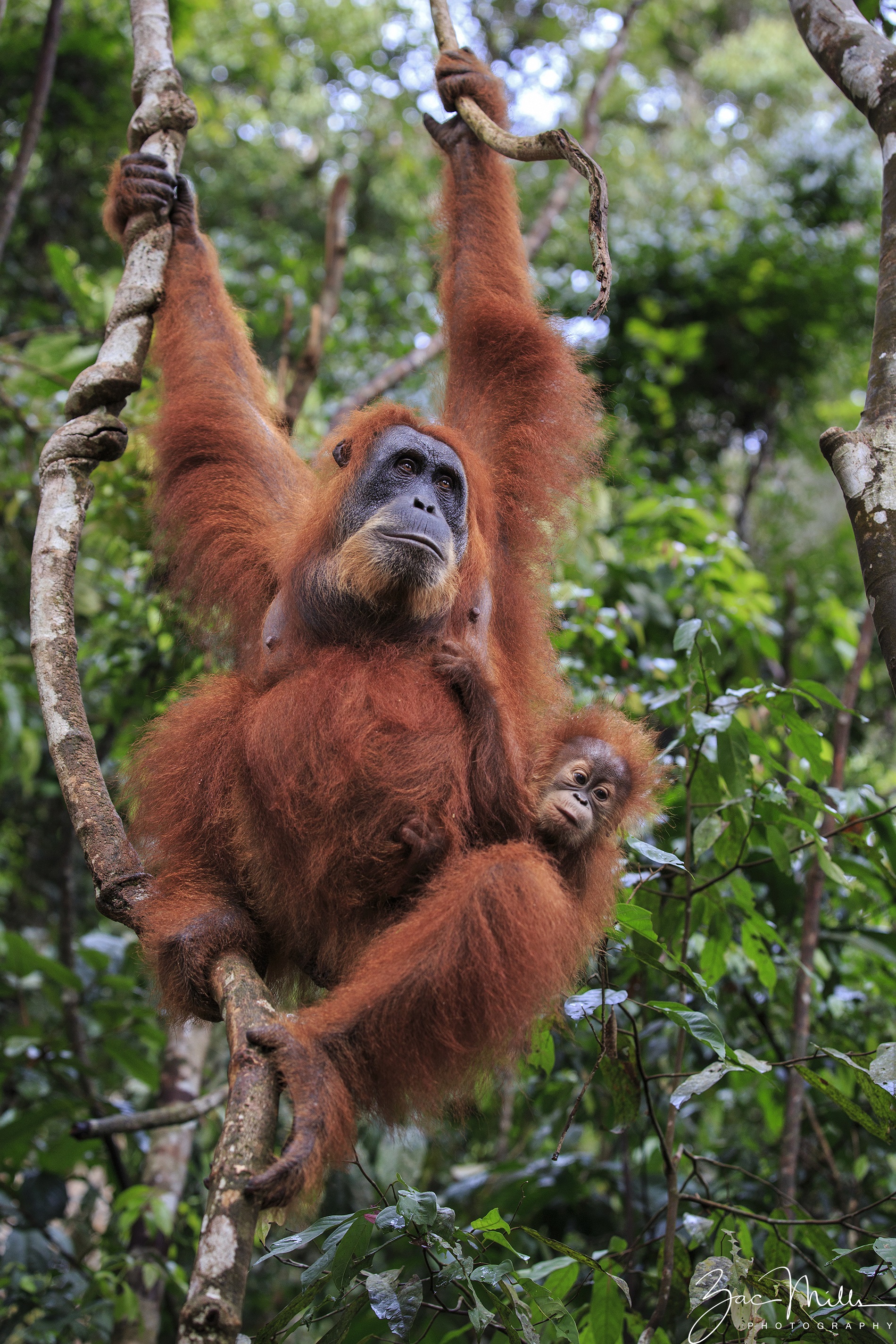 SOS – Sumatran Orangutan Society