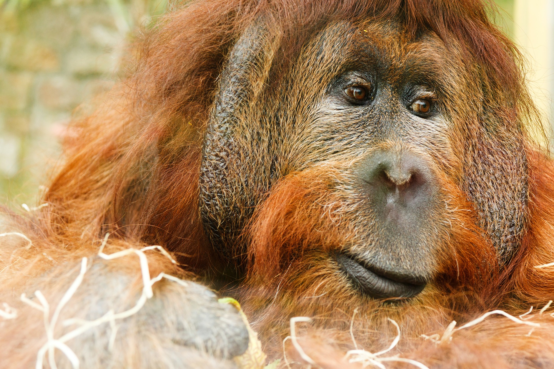 Orangutan, Adult, Animal, Ape, Jungle, HQ Photo