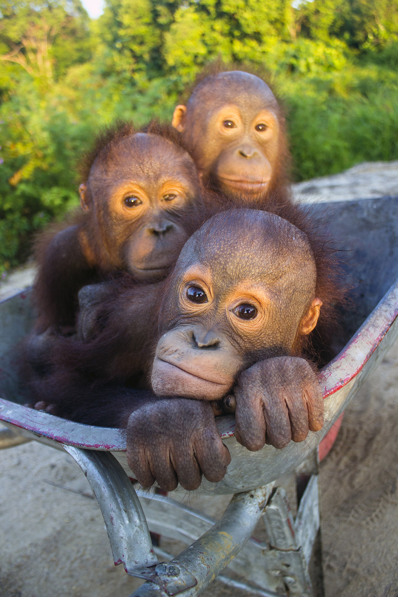 Orangutan Rescue | International Animal Rescue