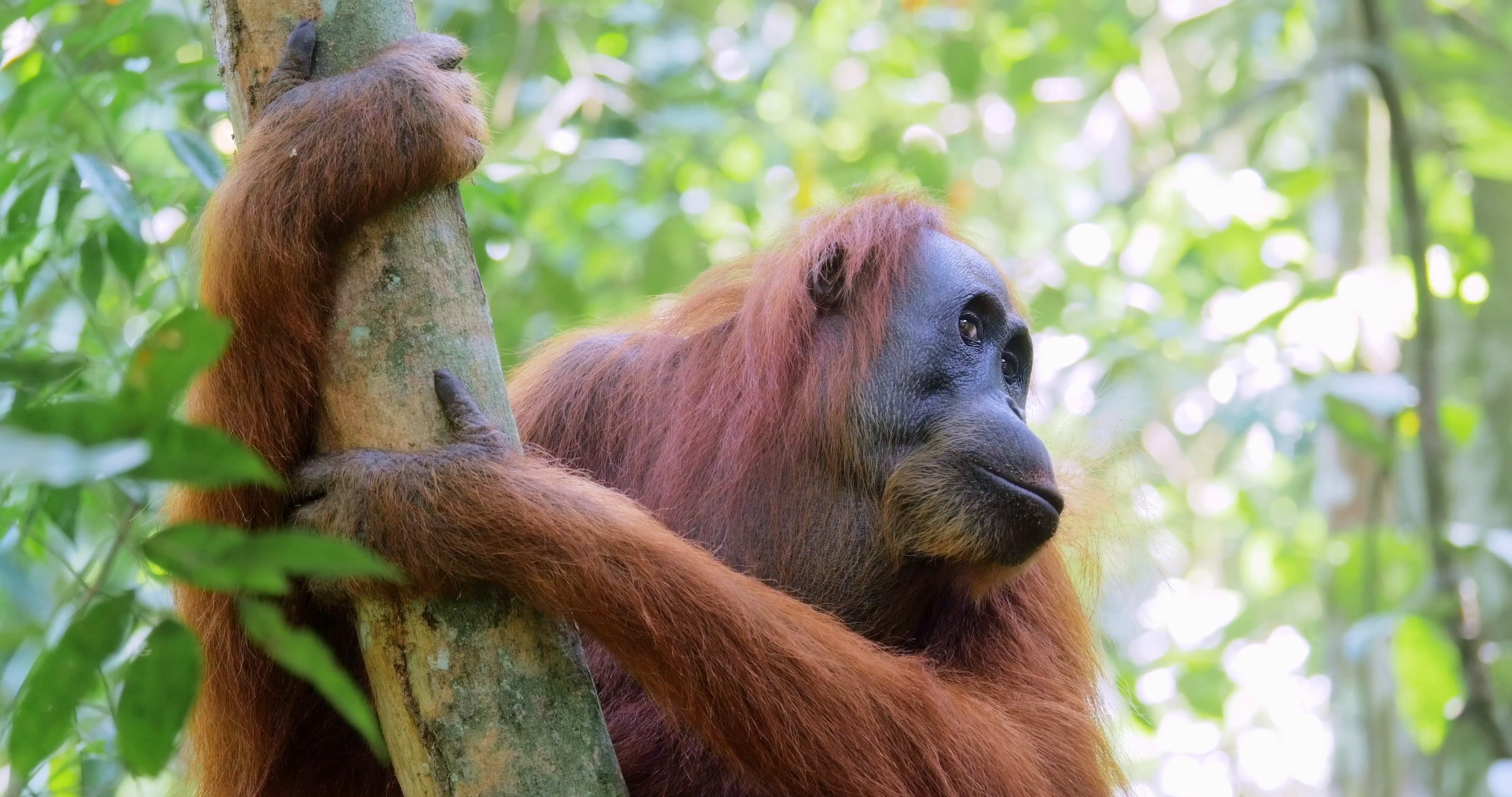 Wild orangutan monkey aware of animal sounds in wilderness of jungle ...