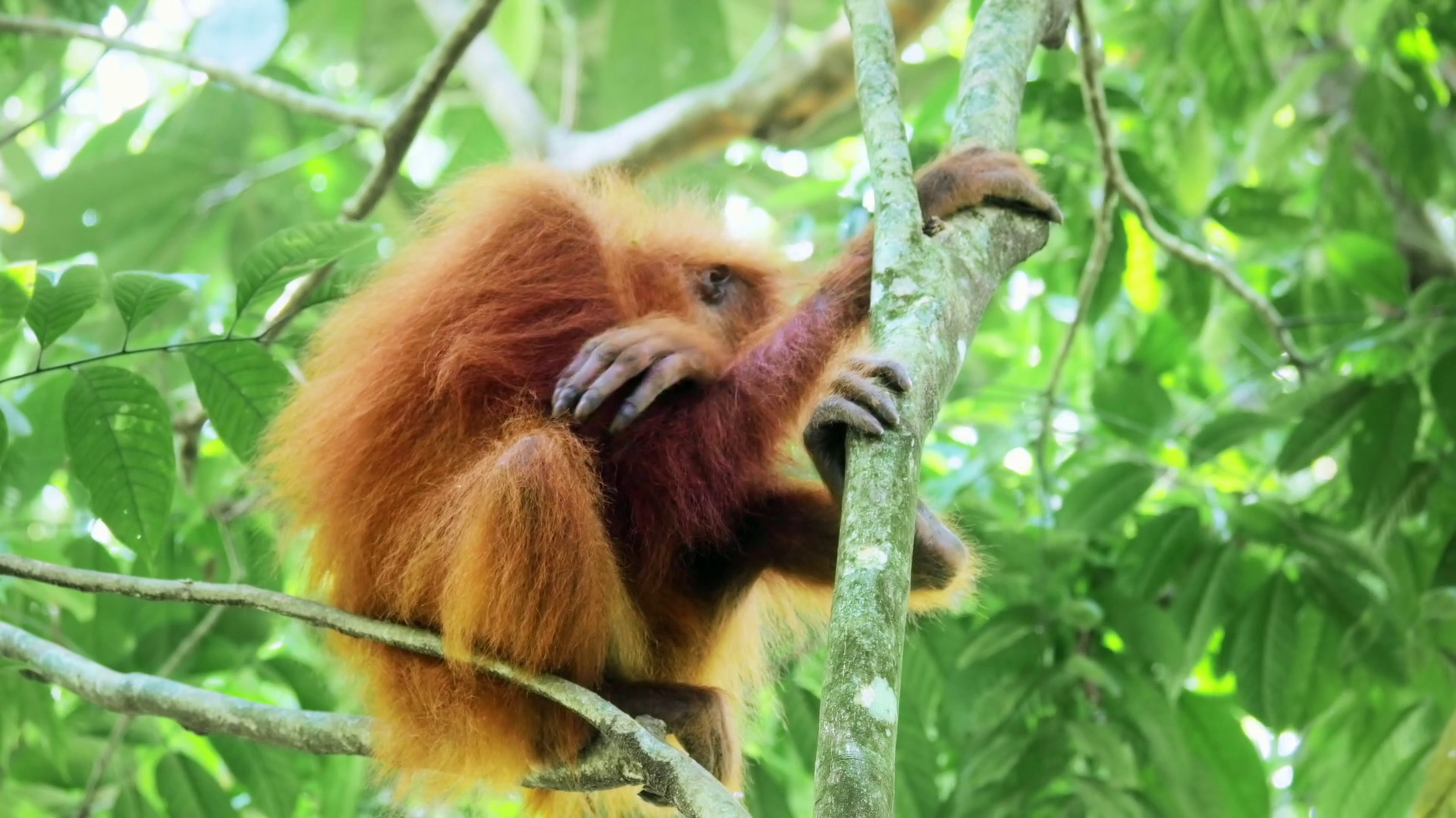 Cute funny orangutan young monkey sleeping among tree branches in ...
