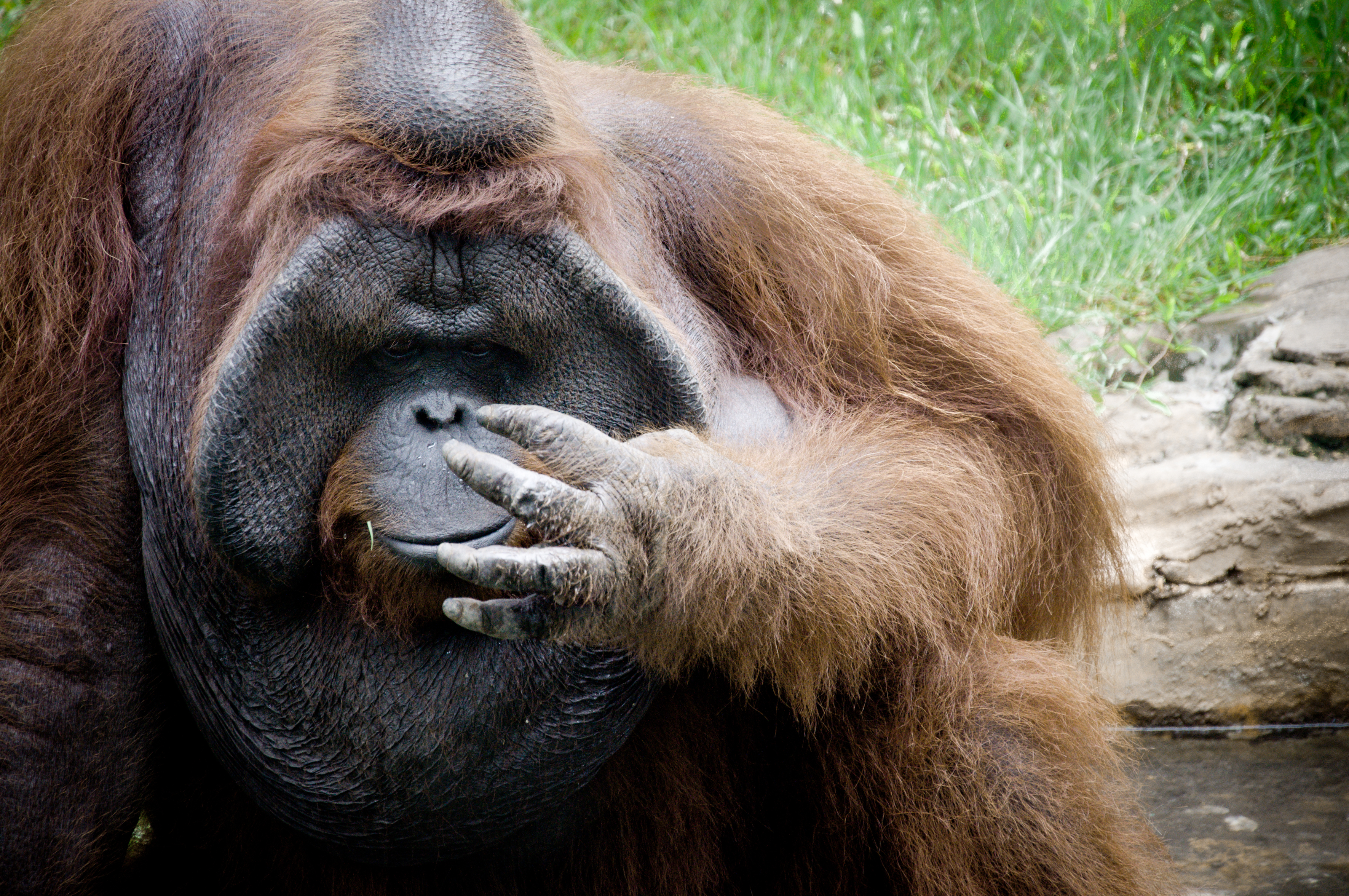 Orangutan monkey, Animal, Monkeys, Mother, Orange, HQ Photo