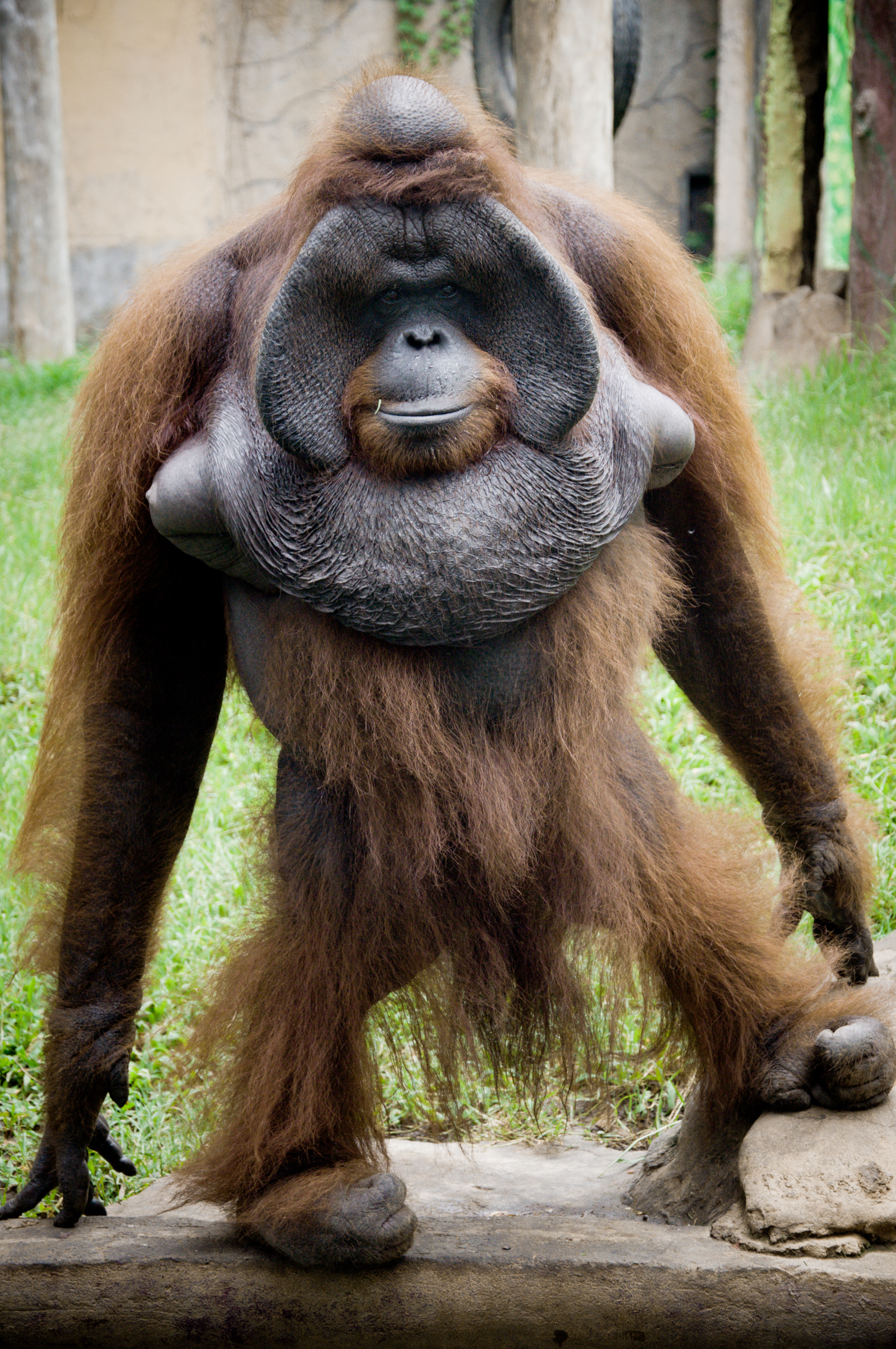 Orangutan, stock.xchng
