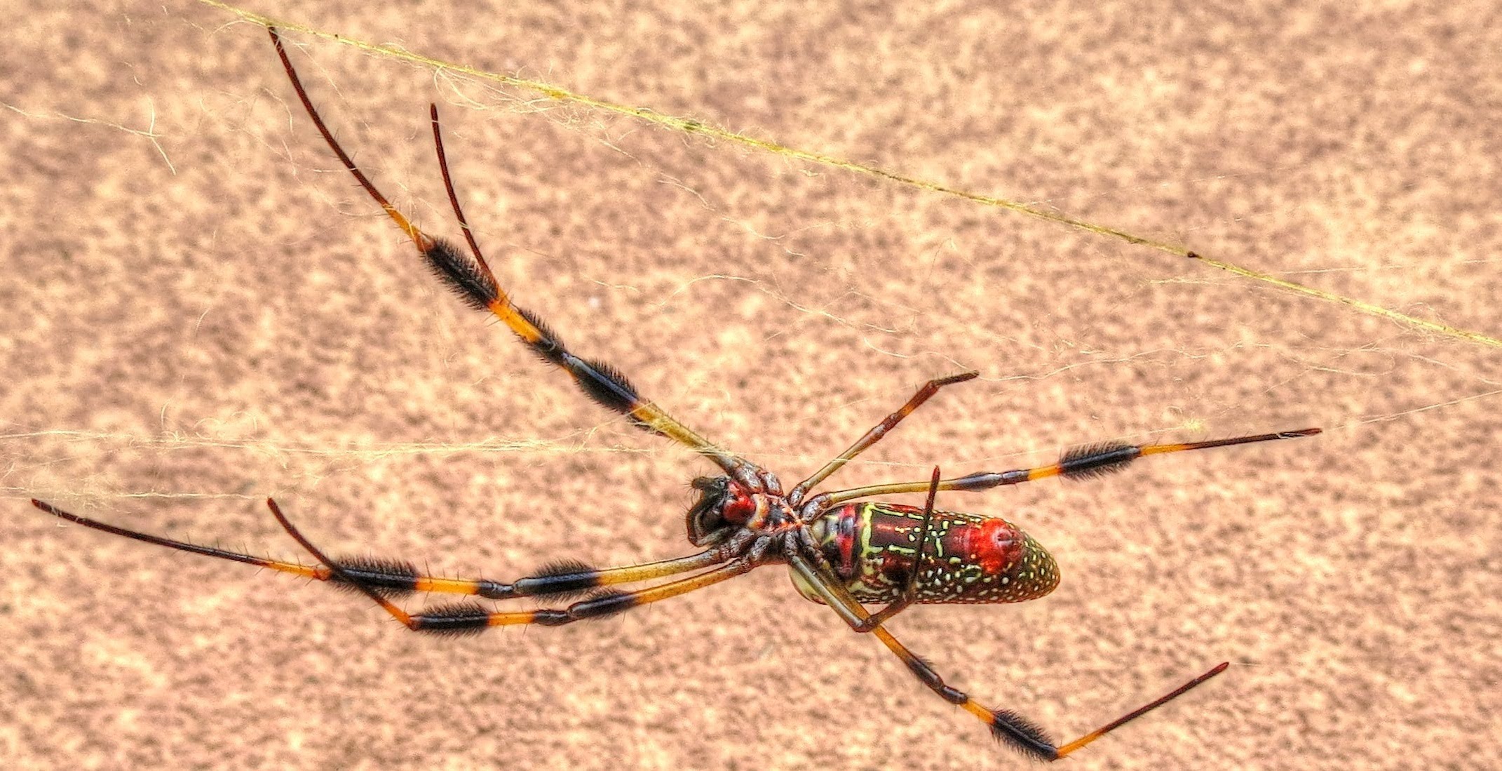 Golden Silk Orb Weaver Spider Web Strength Test (Part II) - YouTube