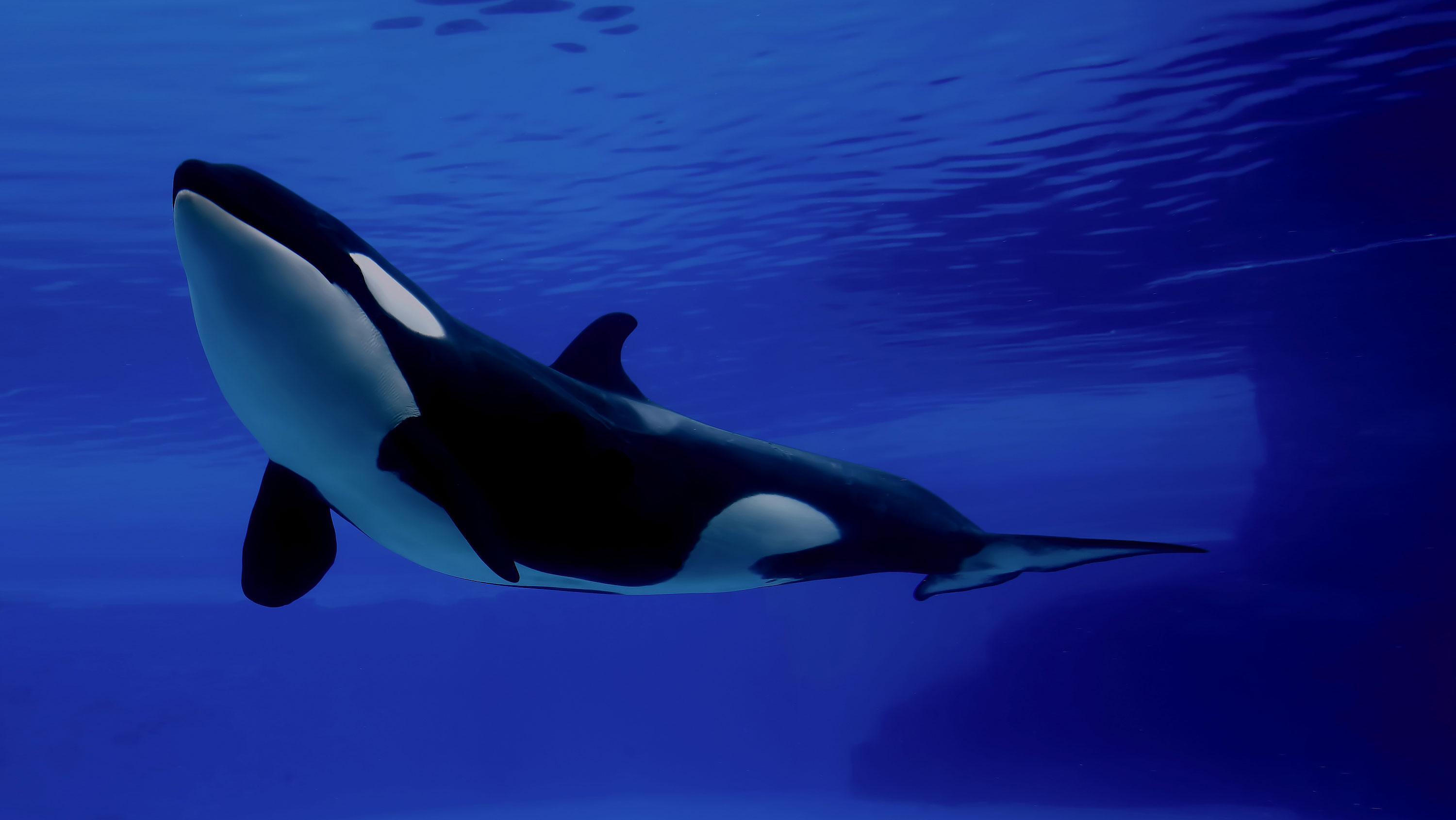 Orca Facts, History, Useful Information and Amazing Pictures