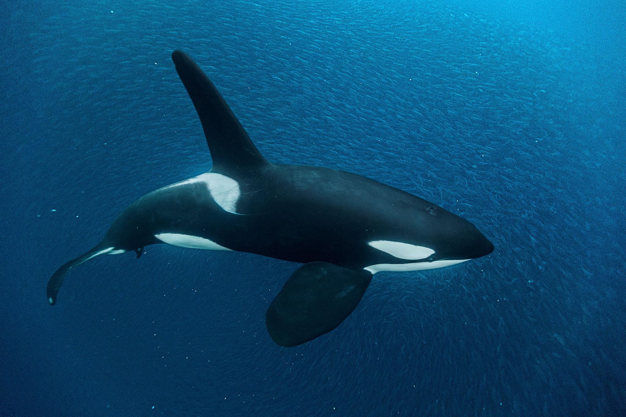 Talking' Orca Imitates Human Words—See More Animal Mimics