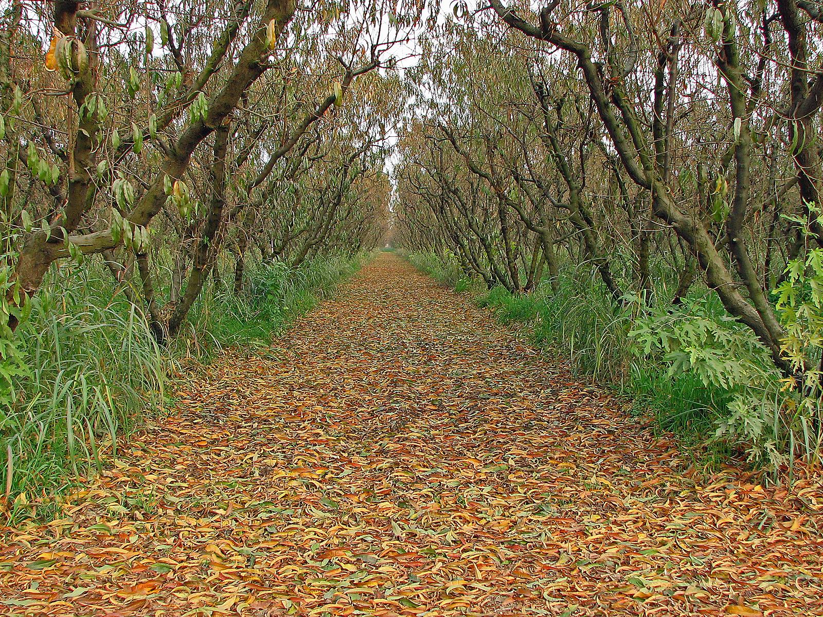 Orchard in the fall photo