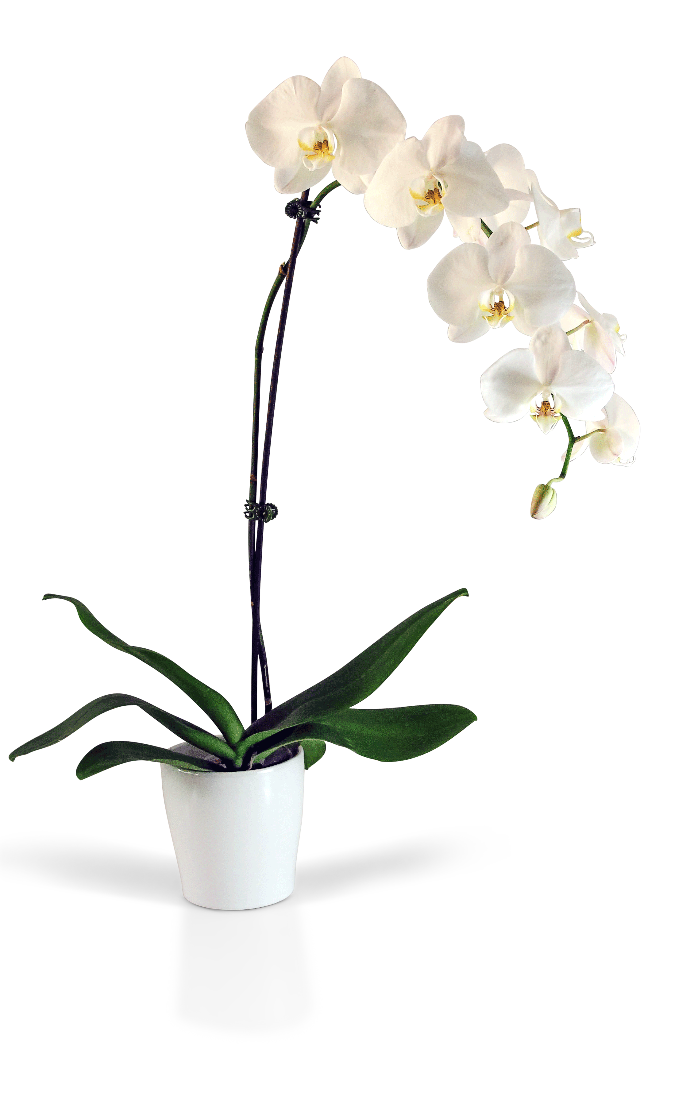 Potted Phaleanopsis Orchid - Blooms of Bowral