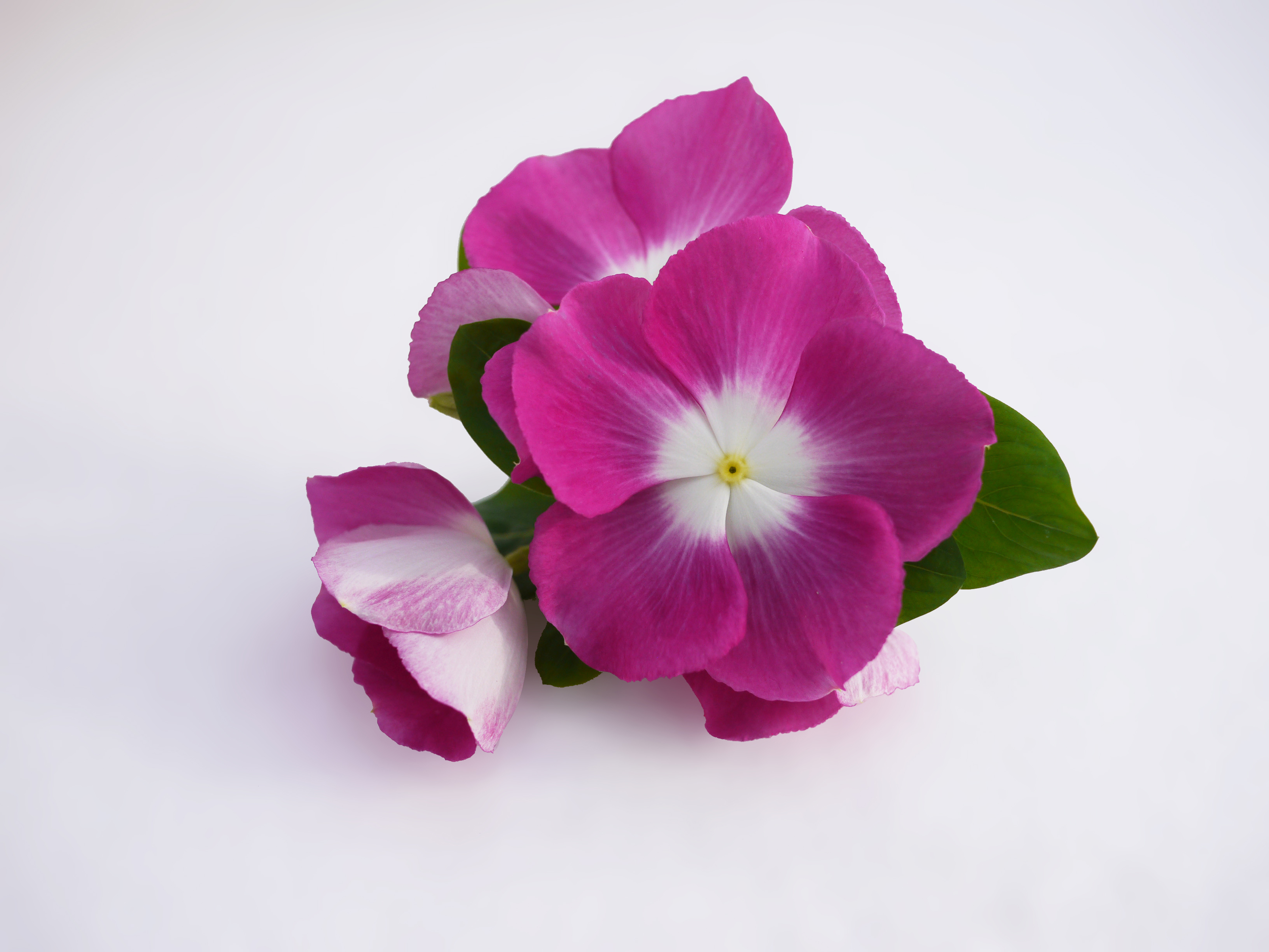 Vinca Mega Bloom Orchid Halo F1 | All-America Selections