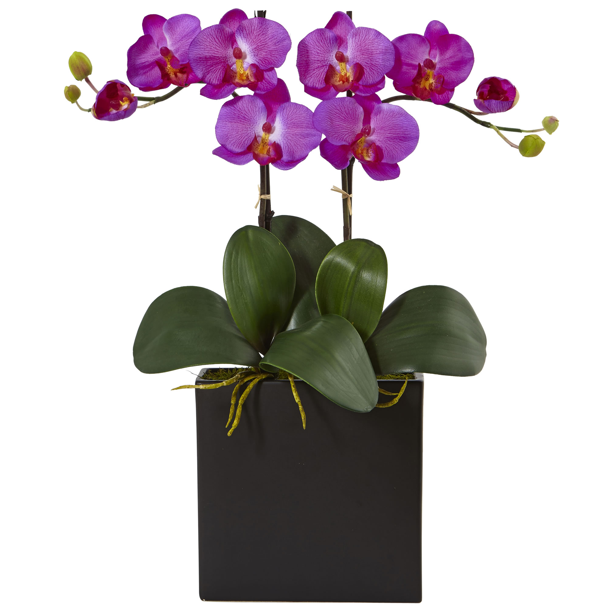 Orchid – Broadview Flower Market