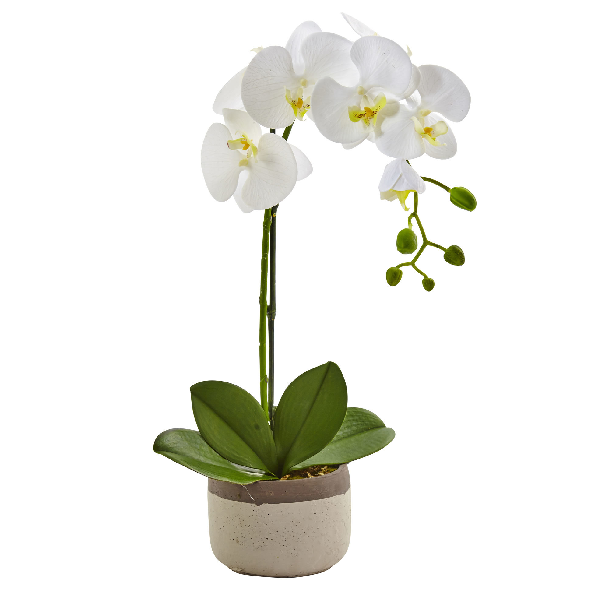 Phalaenopsis Orchid Floral Arrangements in Pot & Reviews | Joss & Main