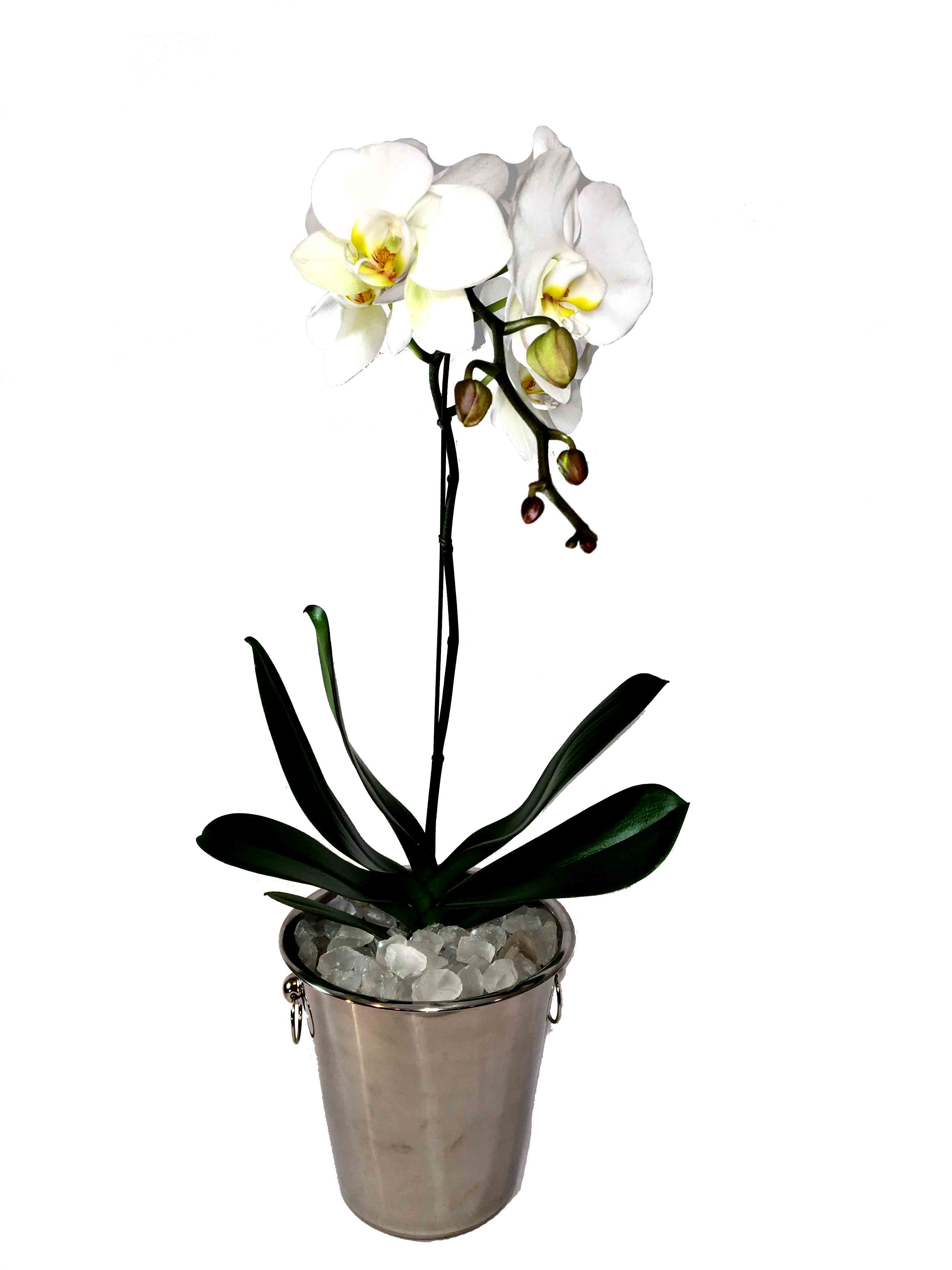 Orchid – Botany Bar