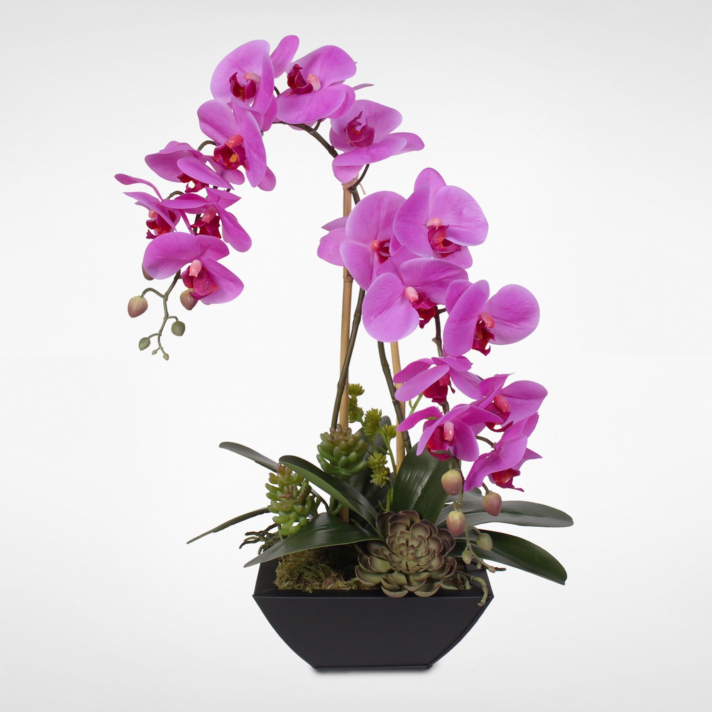 Real Touch Double-Stem Phalaenopsis Silk Orchids with Succulents in Me