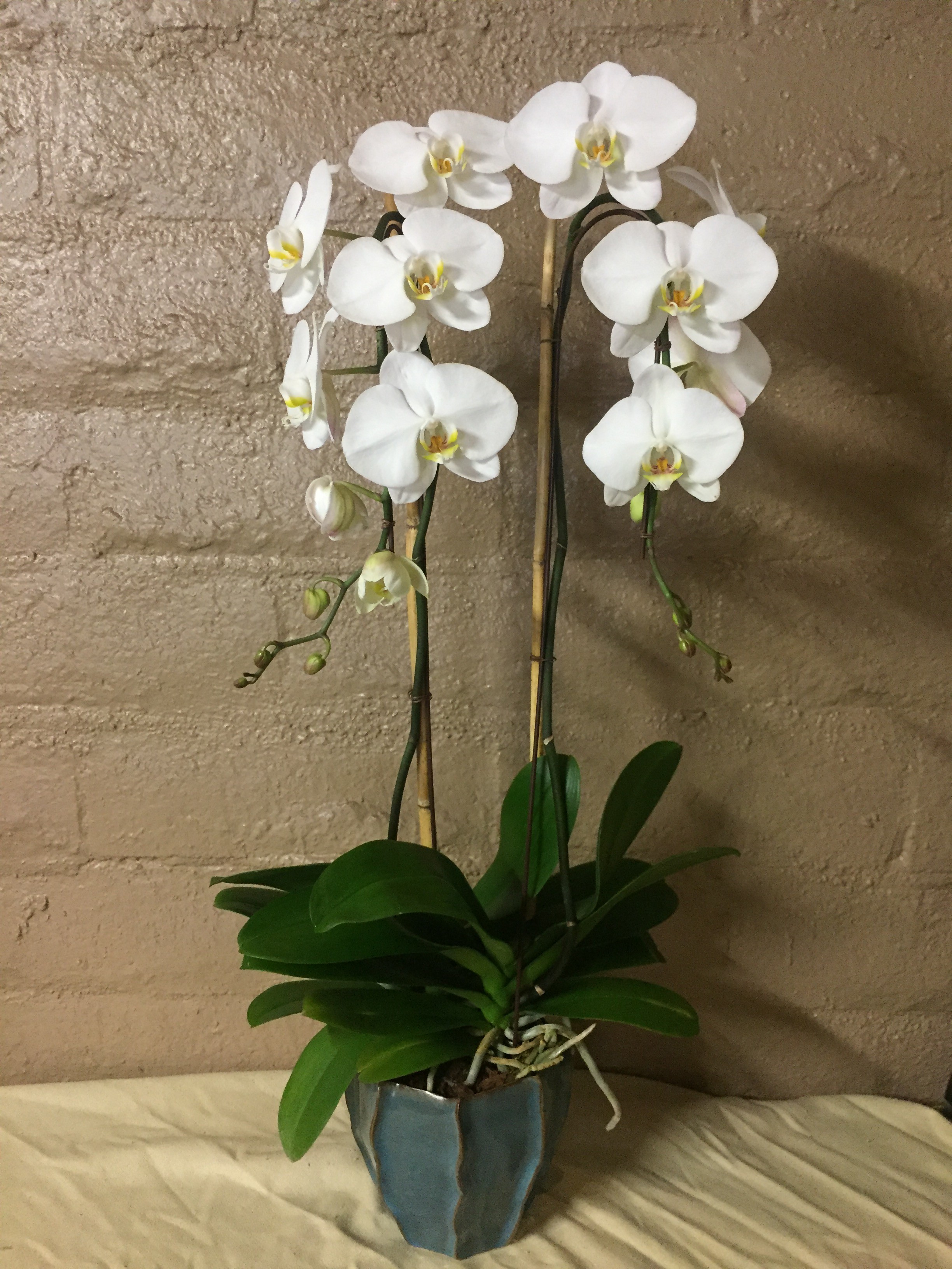 Phalaenopsis orchid, plant in Palm Desert, CA | Palm Springs Flower Mart