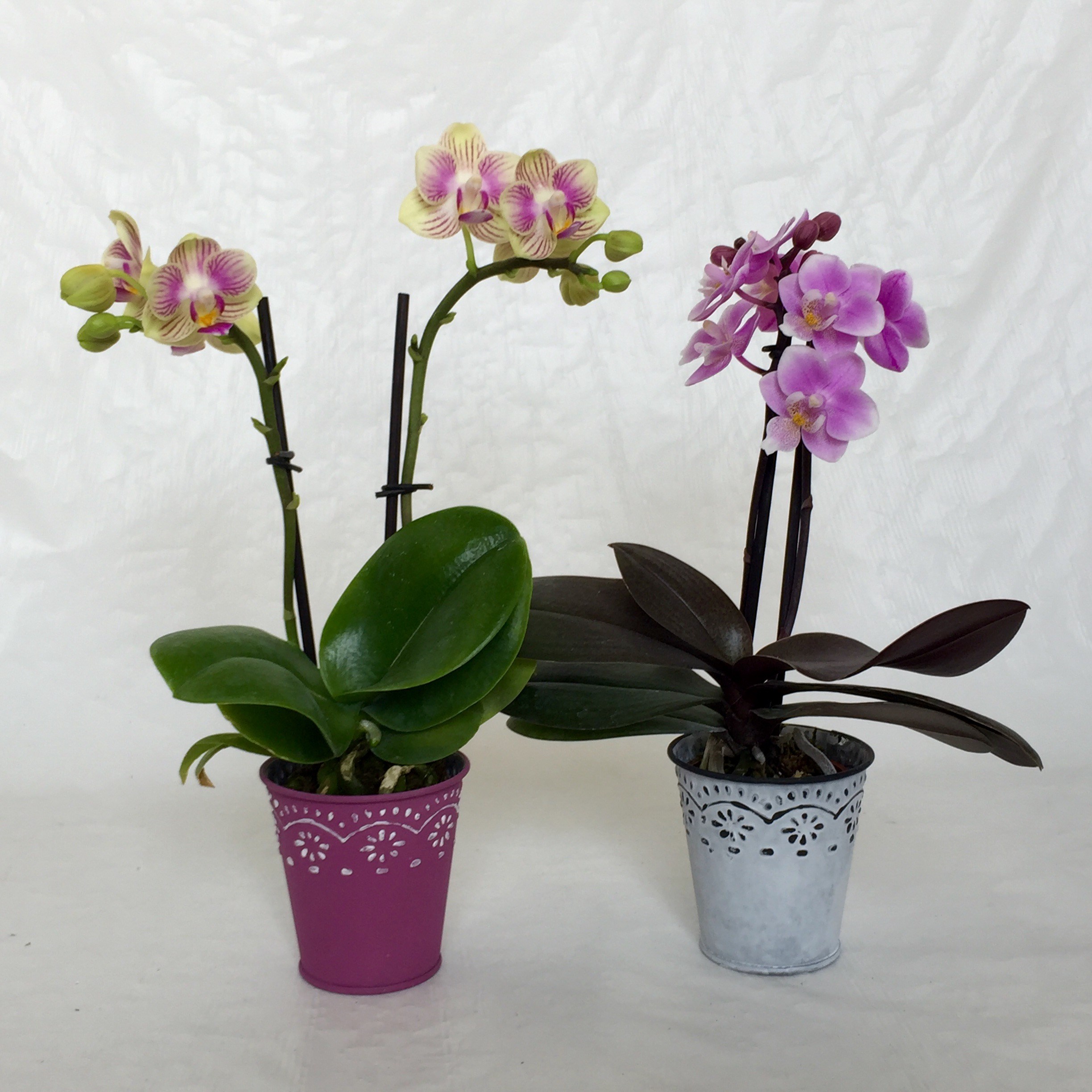 Mini Orchid in Metallic Pot – Micky's Minis Flora Express
