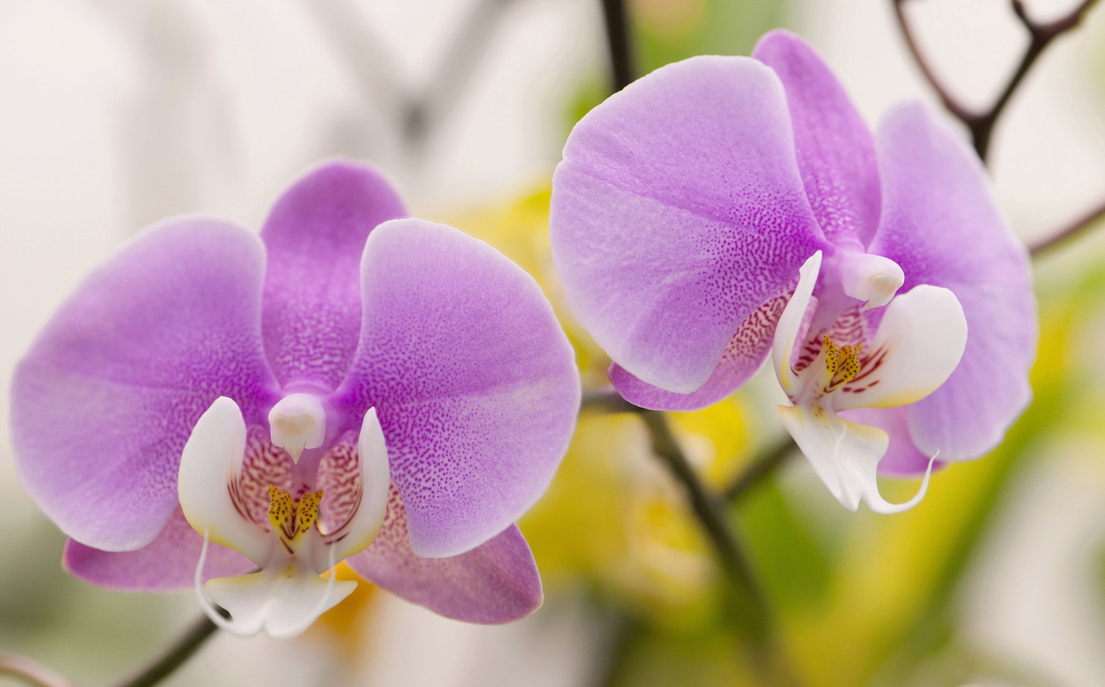 Tips on Growing Phalaenopsis Orchids