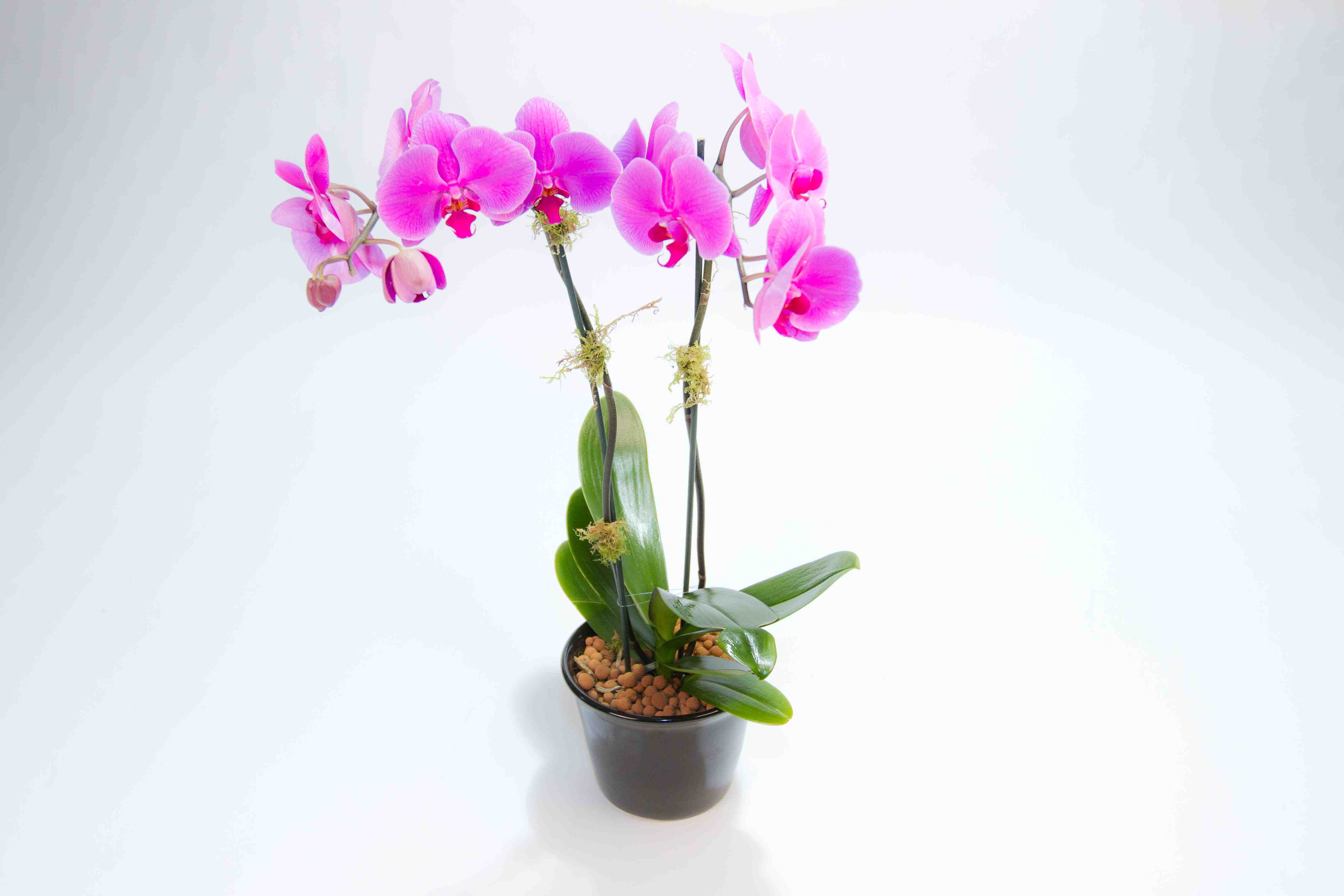 Mini Phalaenopsis Orchid – Double Stem @ Jacobsen's Flowers & Gift ...
